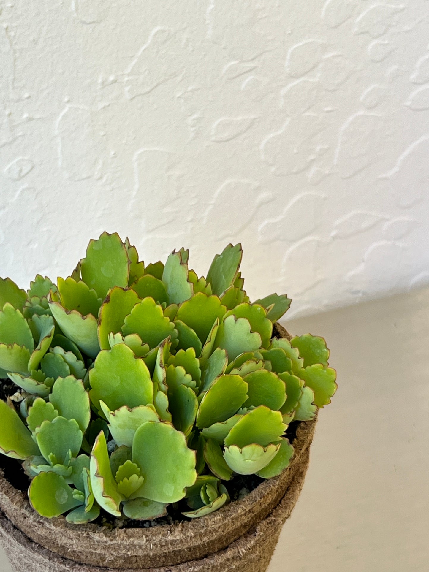 Kalanchoe Fedtschenkoi