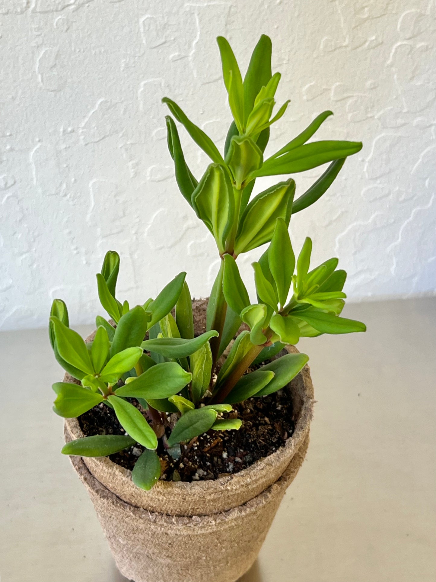 Peperomia Mojo