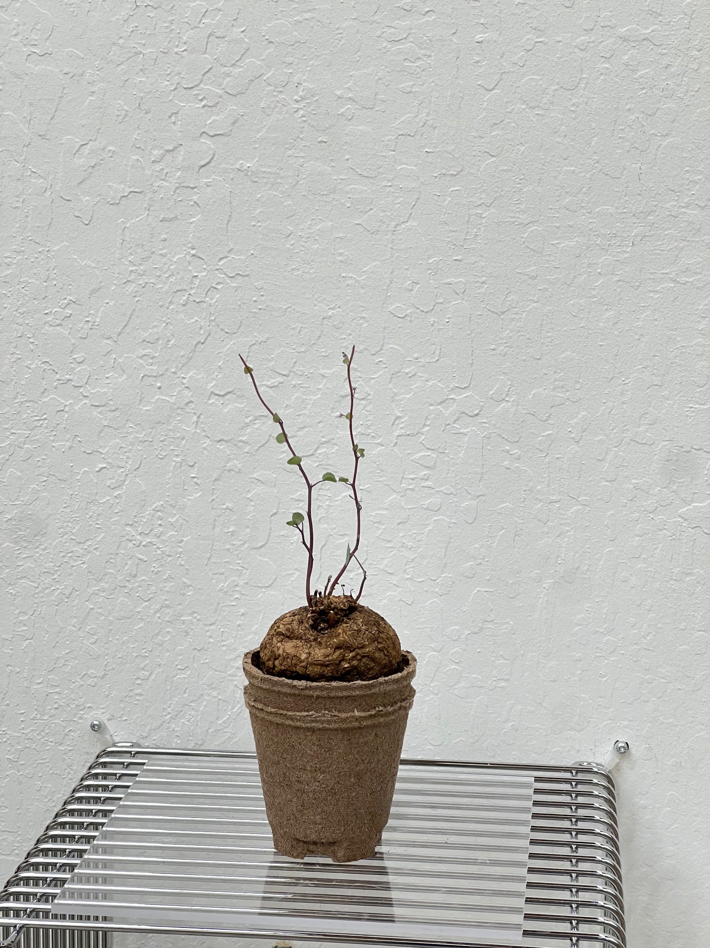 Stephania Yunnanensis