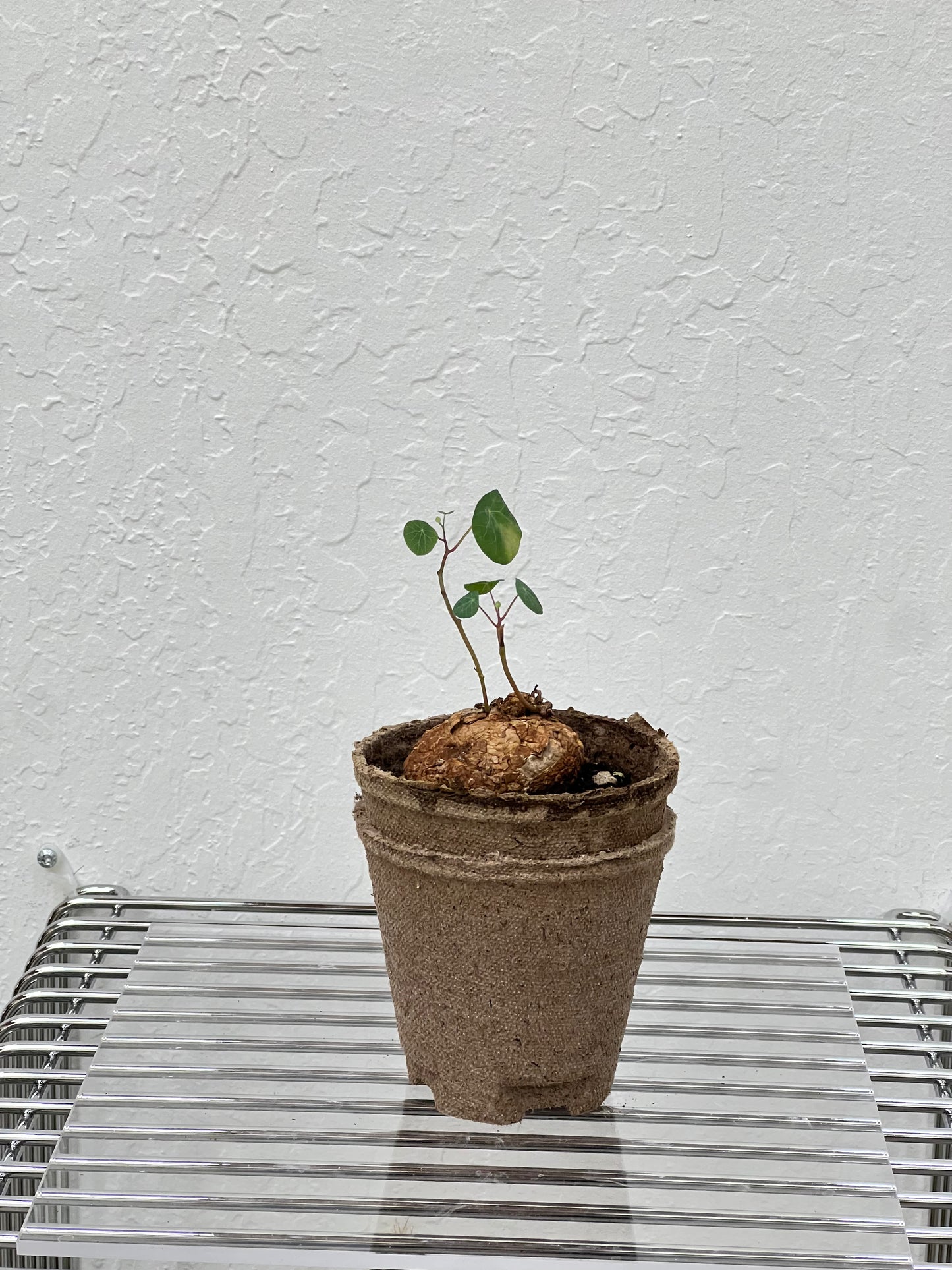 Stephania Yunnanensis