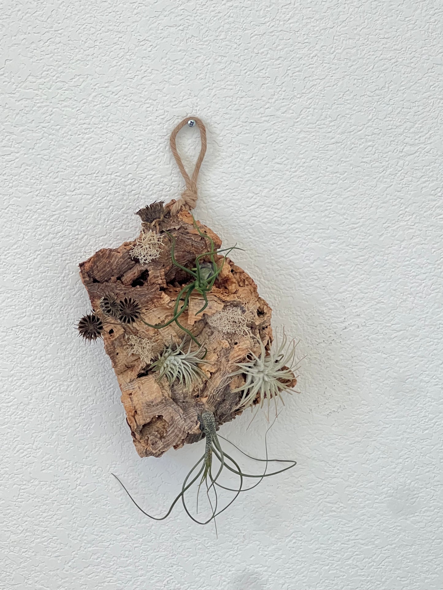 Air plants board - low maintain