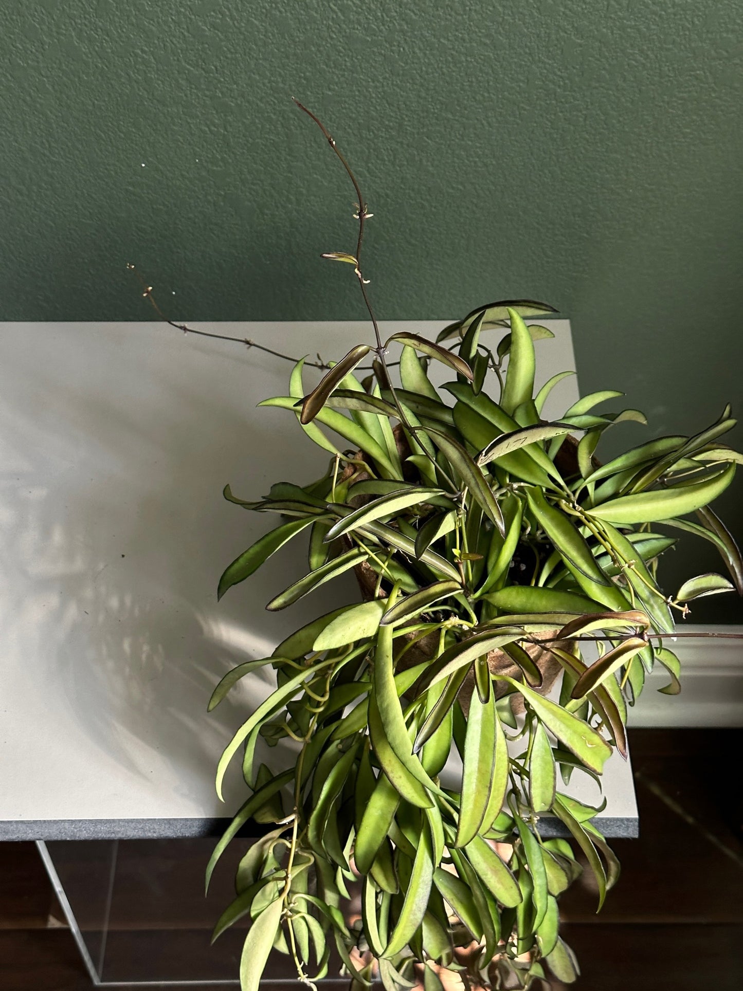 Hoya Wayetii - wax plant