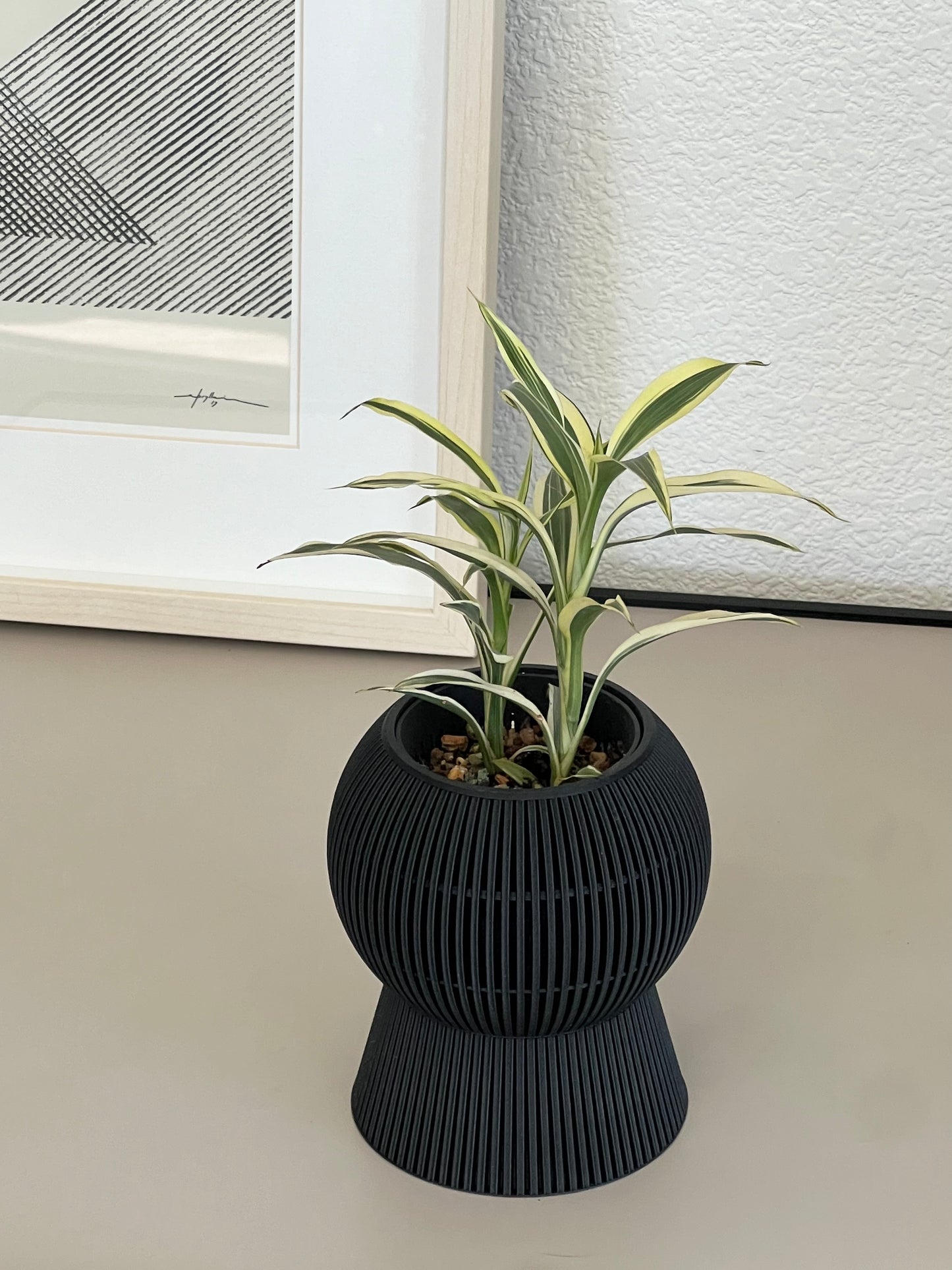Dracaena Reflexa ‘Song of Indian’ in VerdiPot Baloon
