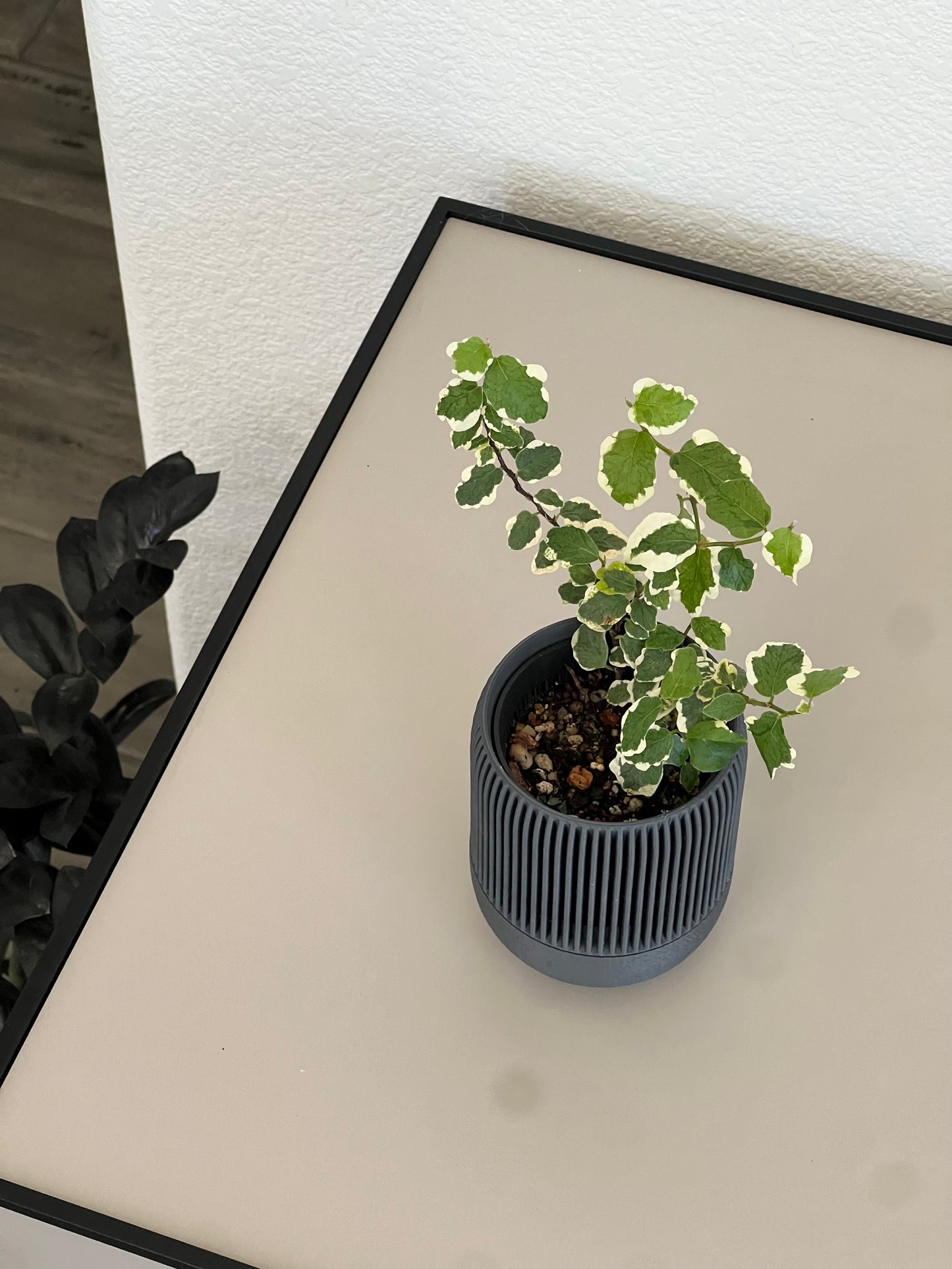 Ficus Pumila variegata in VerdiPot Lina