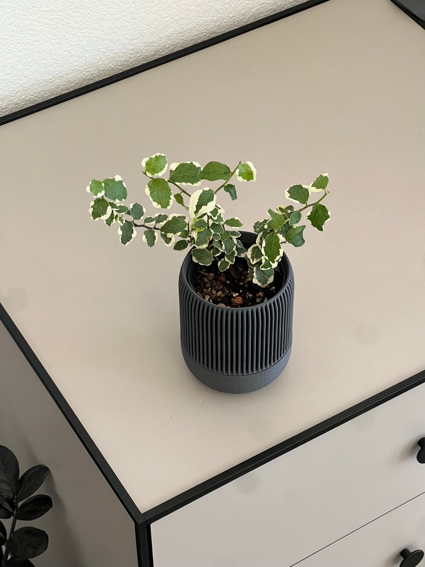 Ficus Pumila variegata in VerdiPot Lina