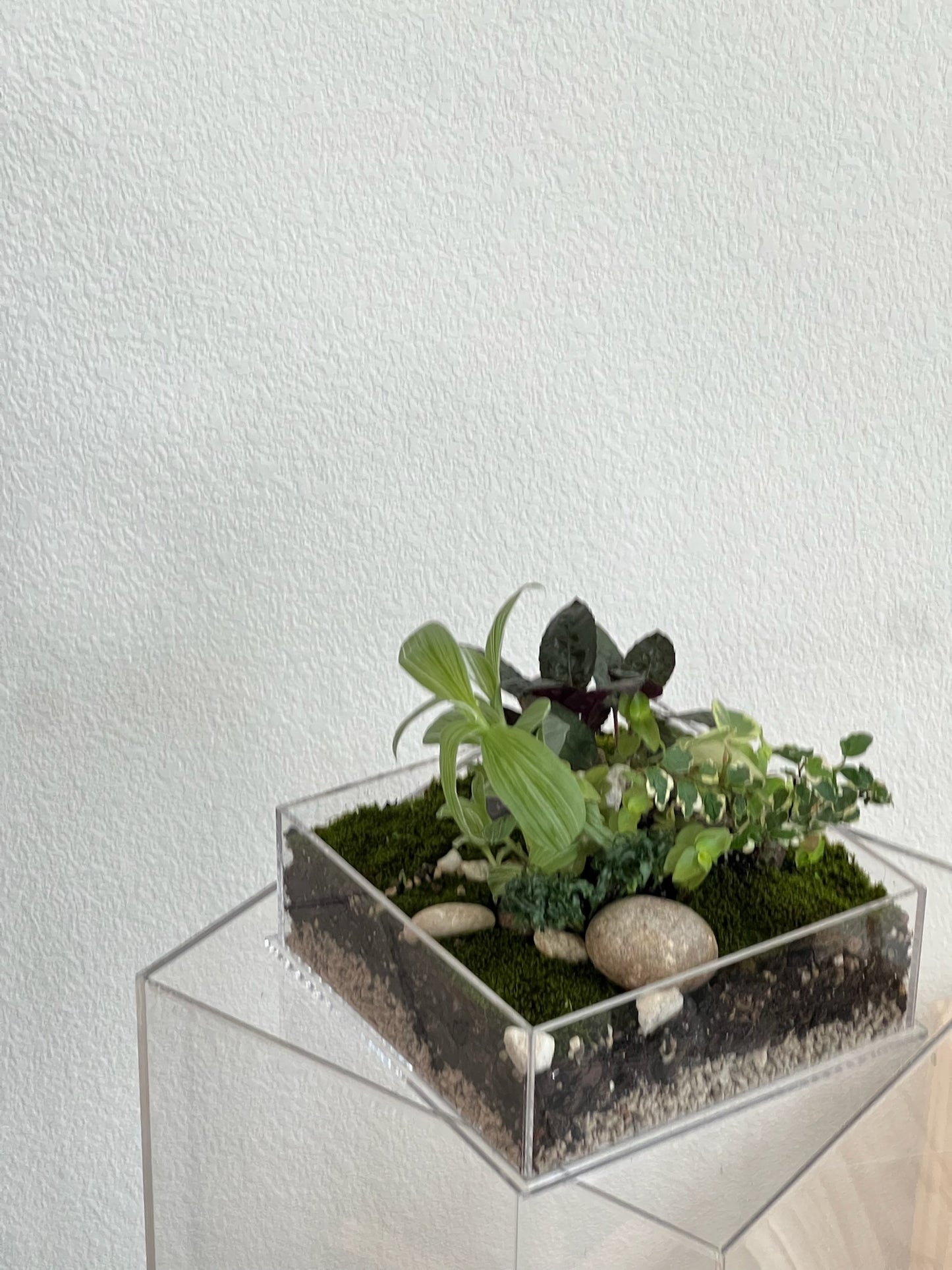 Enclosure Tropical Terrarium - Acrylic box & low maintain