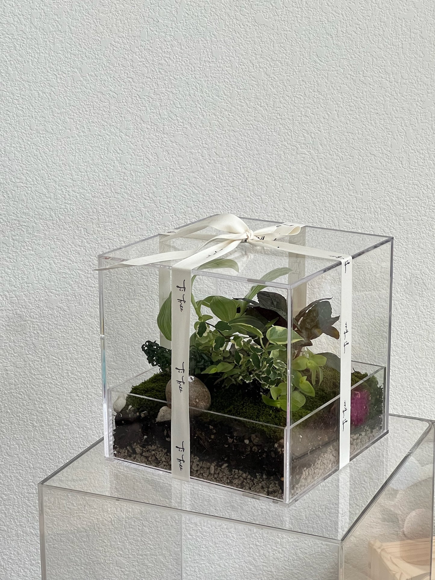 Enclosure Tropical Terrarium - Acrylic box & low maintain