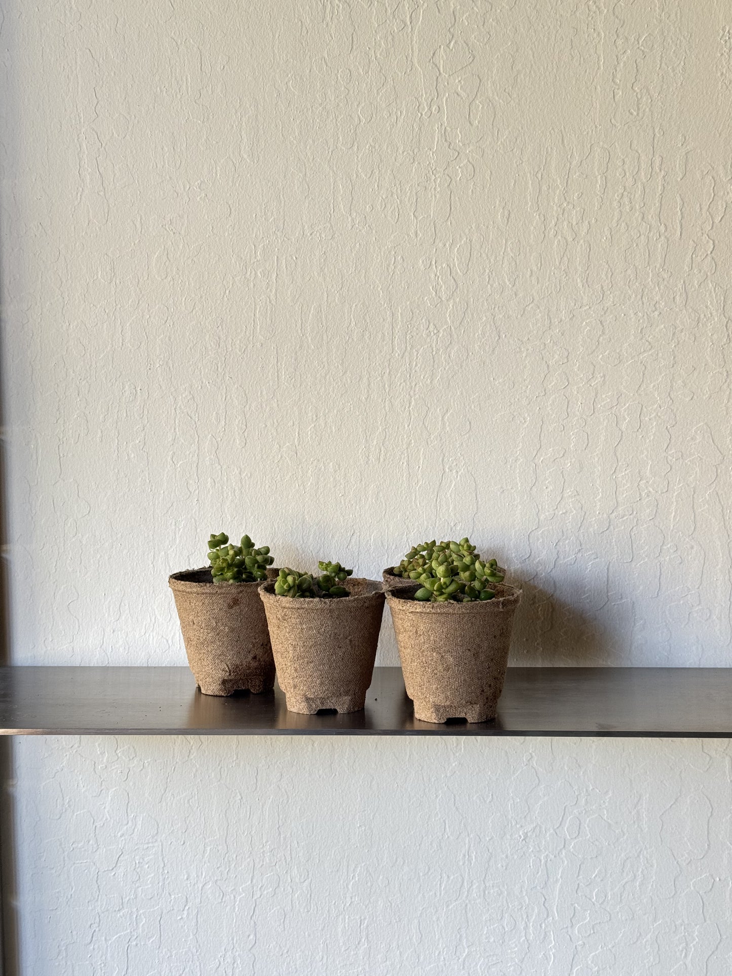 Crassula Perforata ‘Tom Thumb’