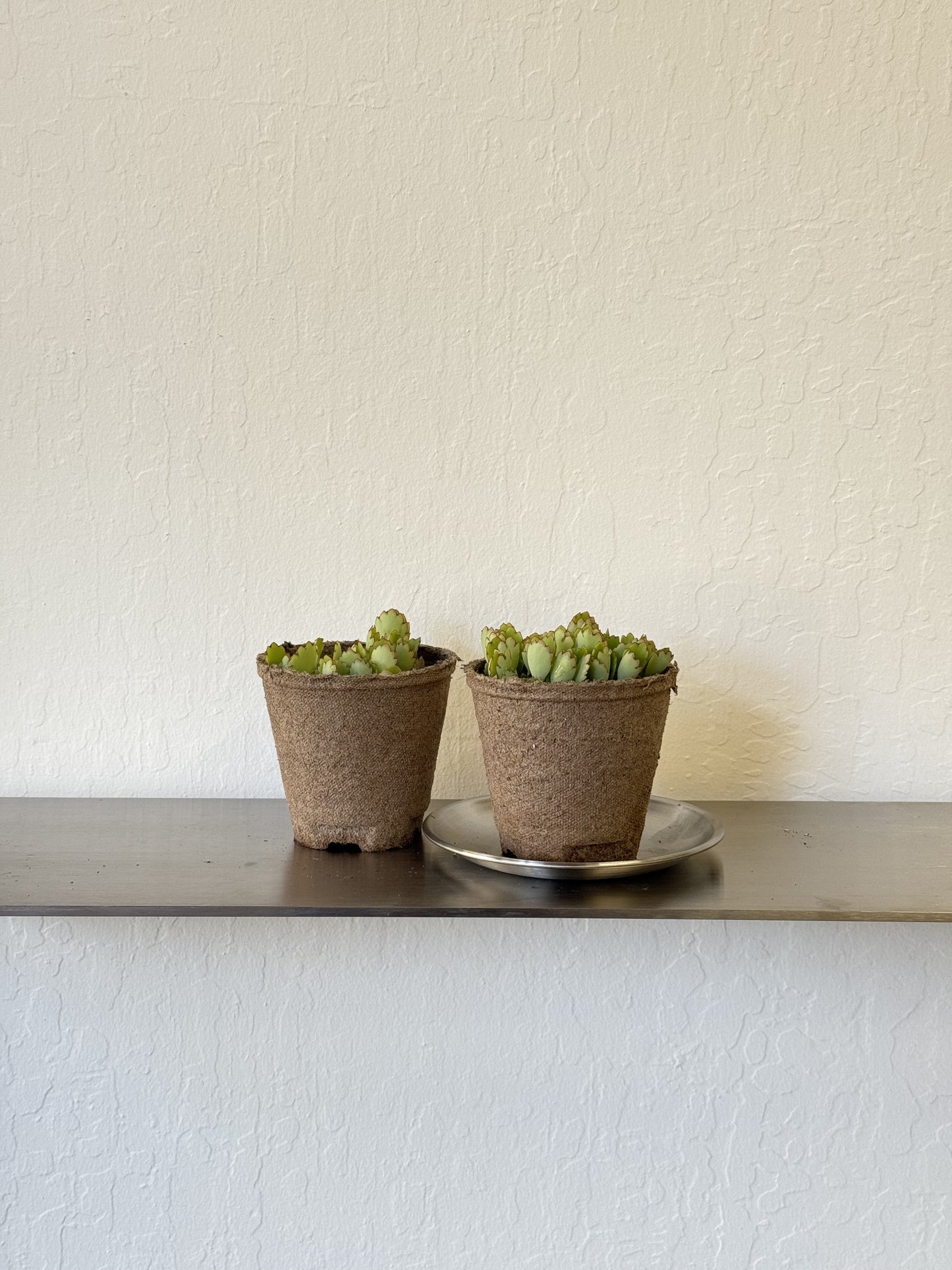 Kalanchoe Fedtschenkoi