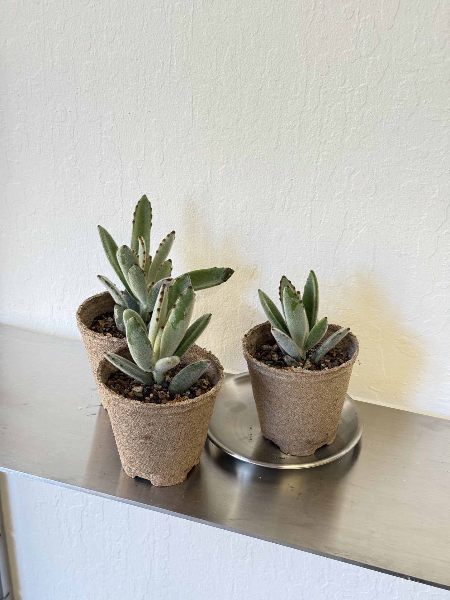Kalanchoe Tomentosa ‘Chocolate Soldier’