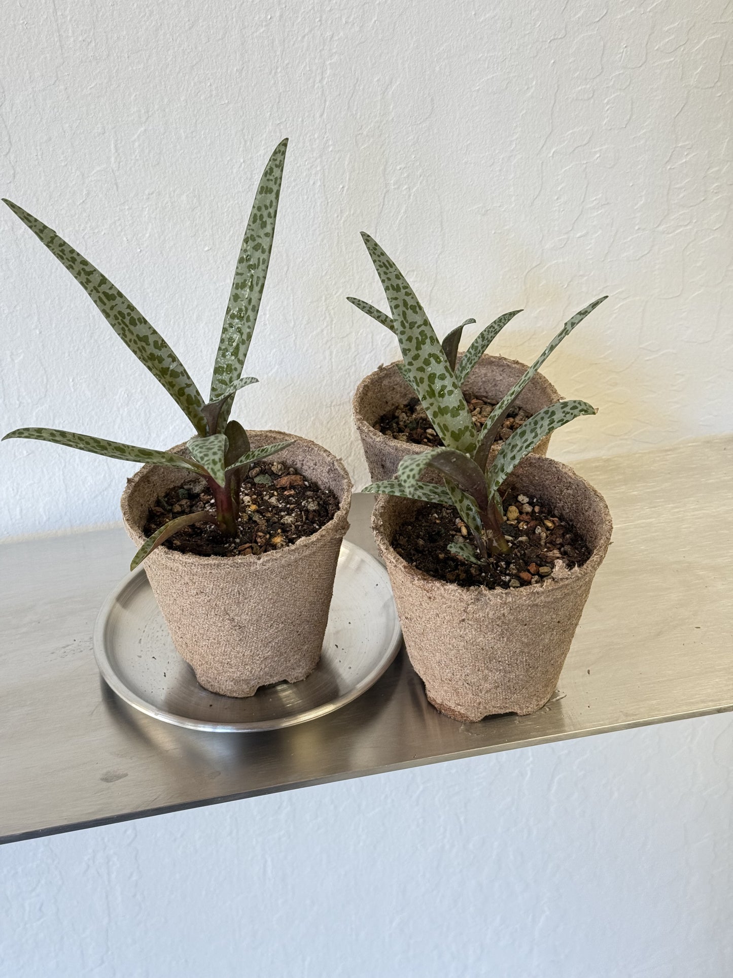 Ledebouria Socialis