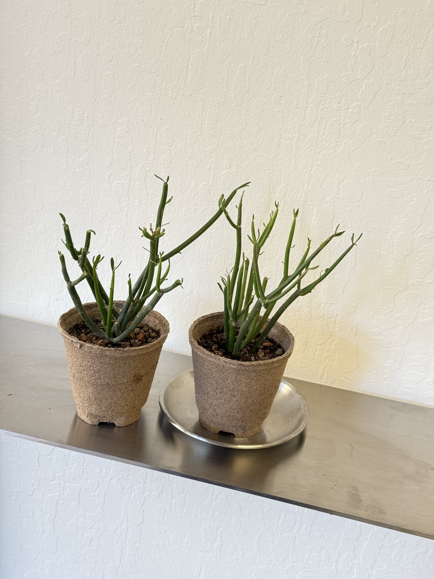 Euphorbia Tirucalli ‘Pencil Cactus’