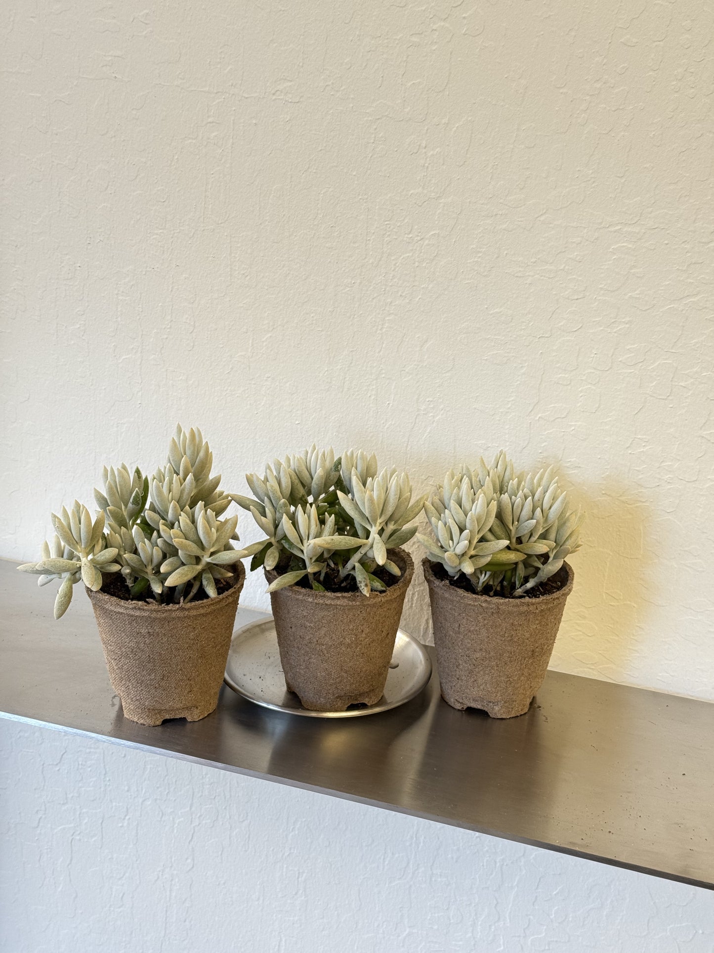Woolly Senecio ‘Cocoon Plant’