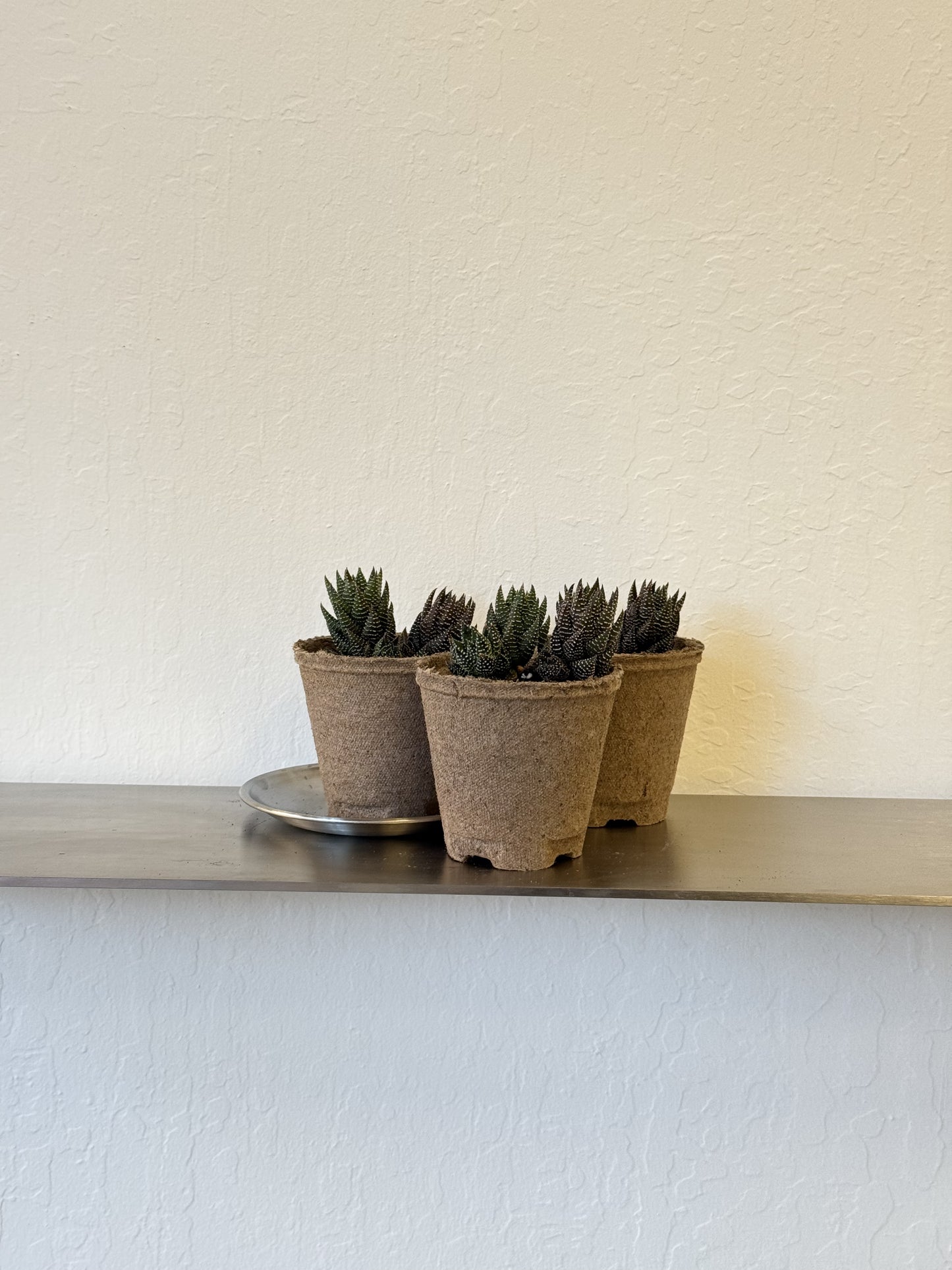 Haworthiopsis Reinwardtii