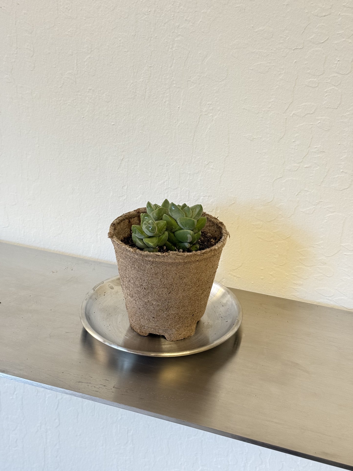 succulent20