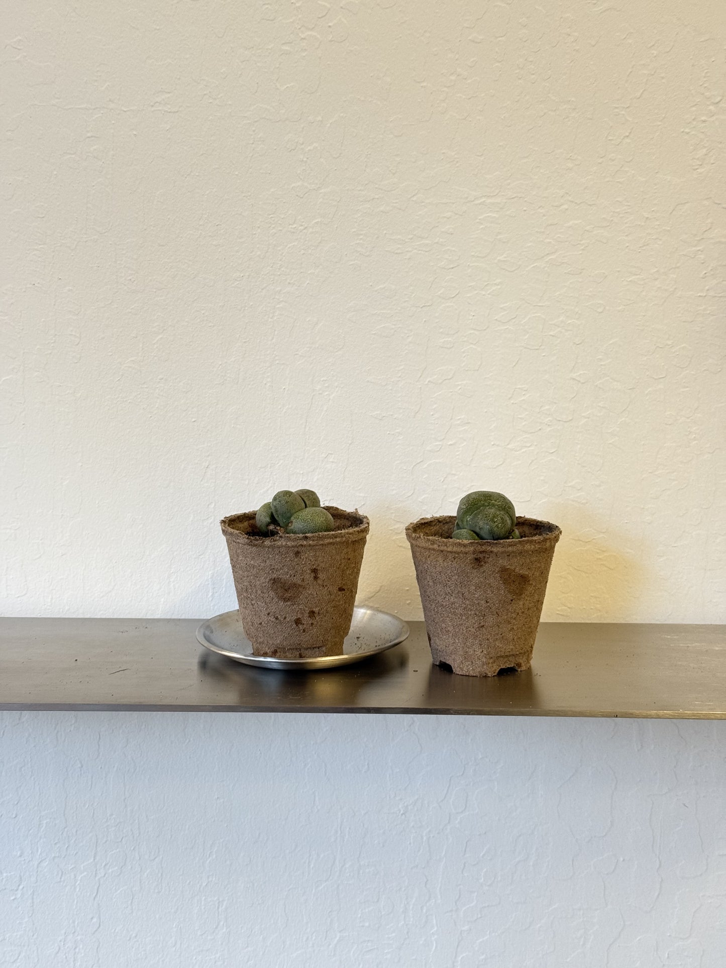 Pleiospilos Nelii