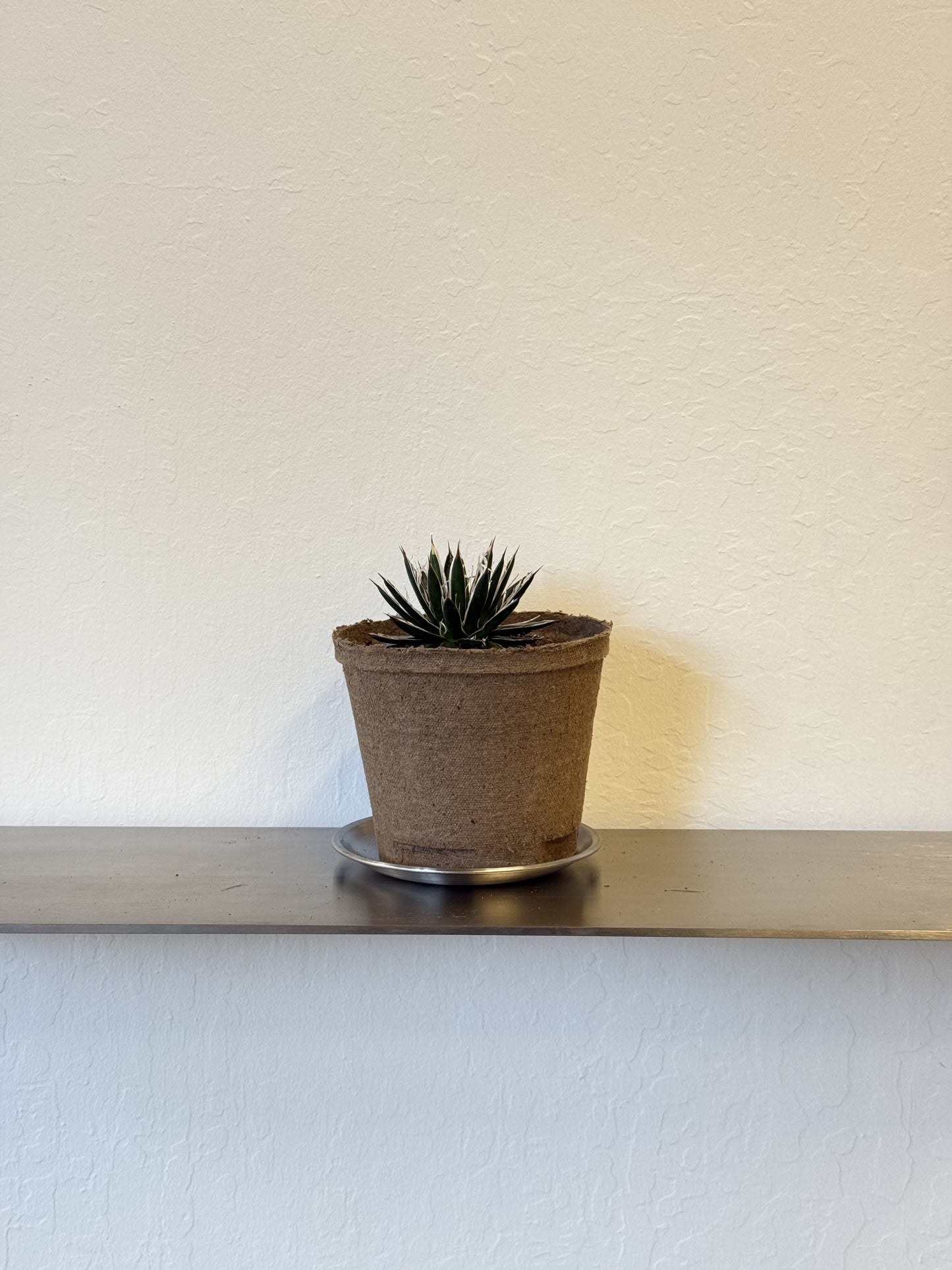 Agave Filifera
