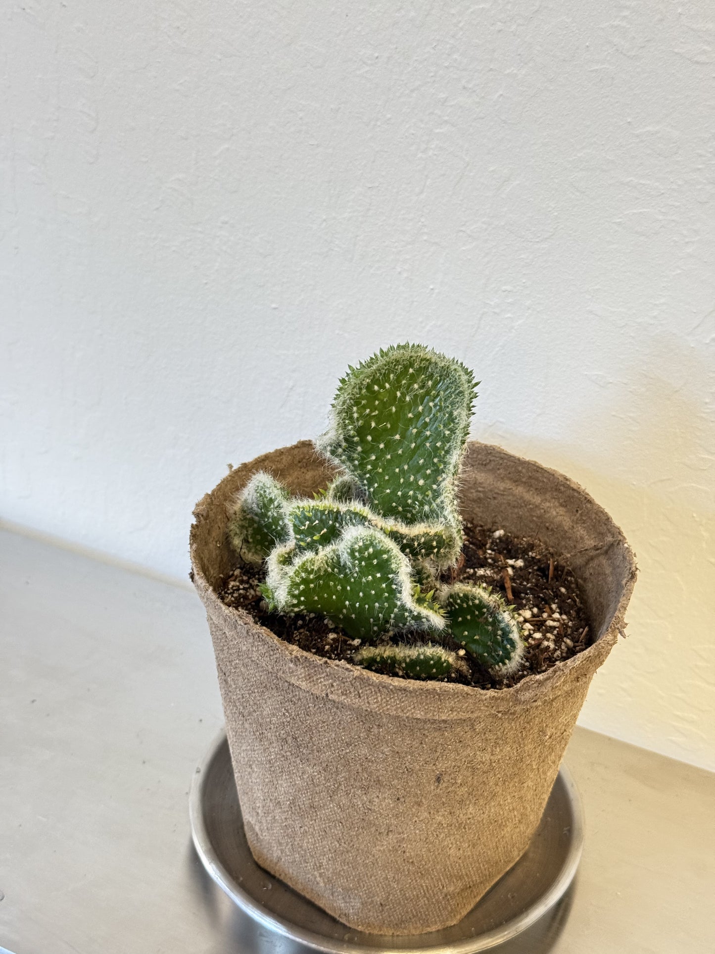 Opuntia Subulata Cristata ‘Snow Ridge’