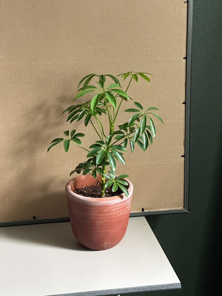 Schefflera Arboricola Variegata in TiTree terracotta pot