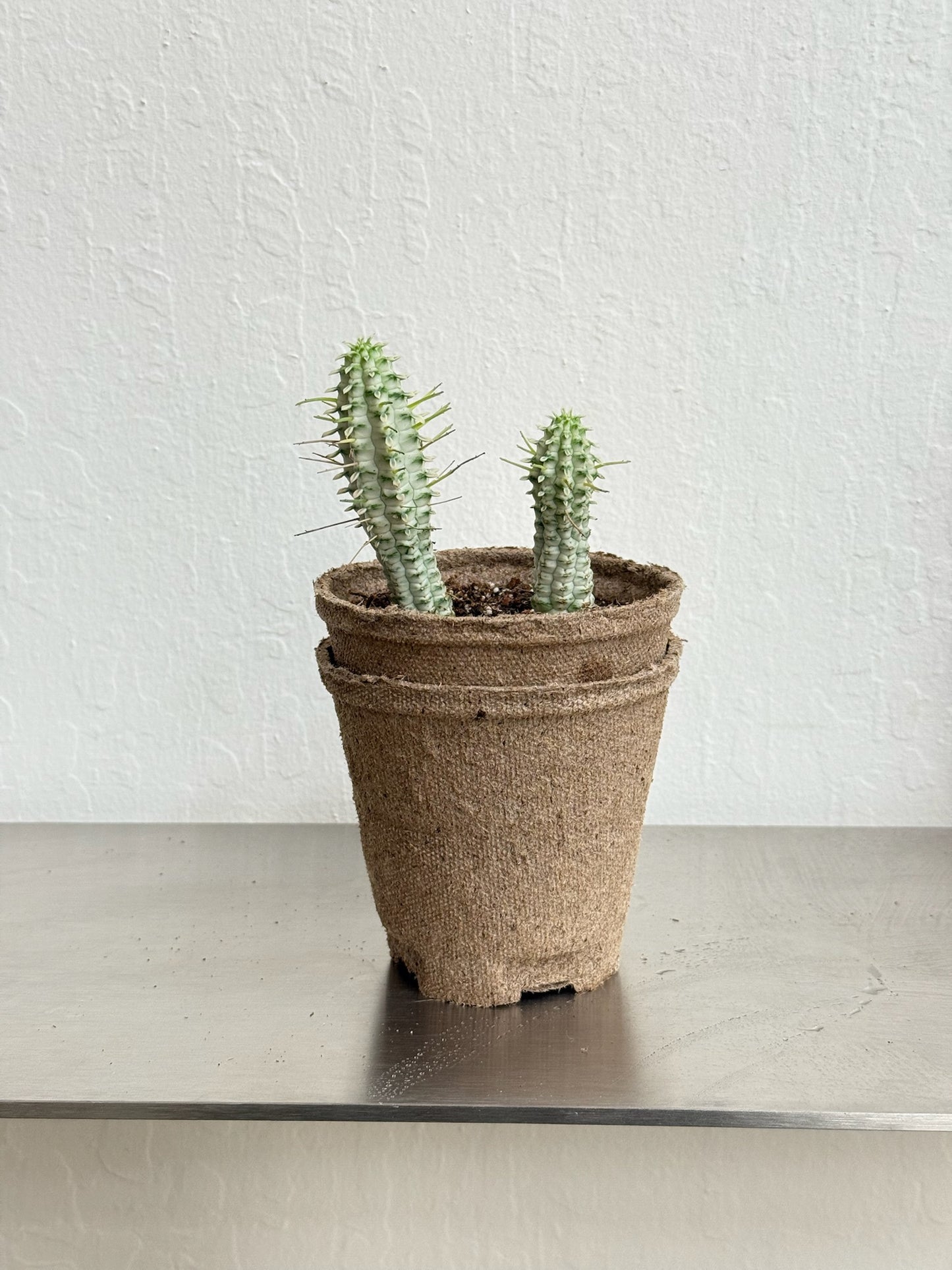 Euphorbia Mammillaris Variegated- rare found