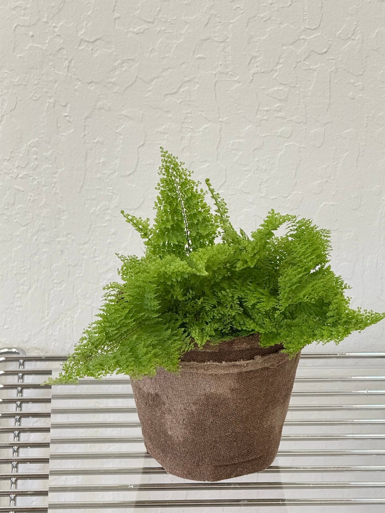 philodendron cotton candy Cotton Candy Fern – Ti Tree Plants
