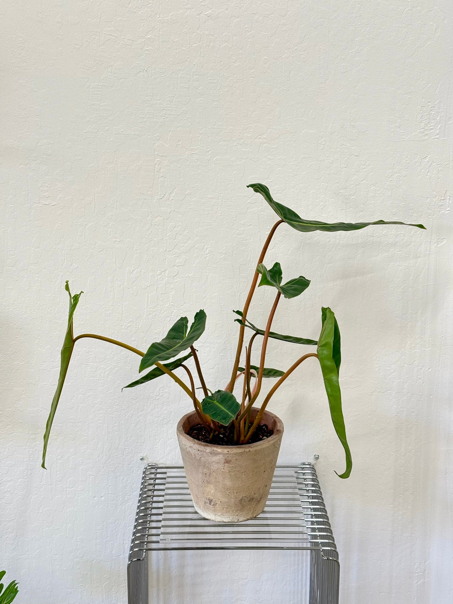 Philodendron Billietiae