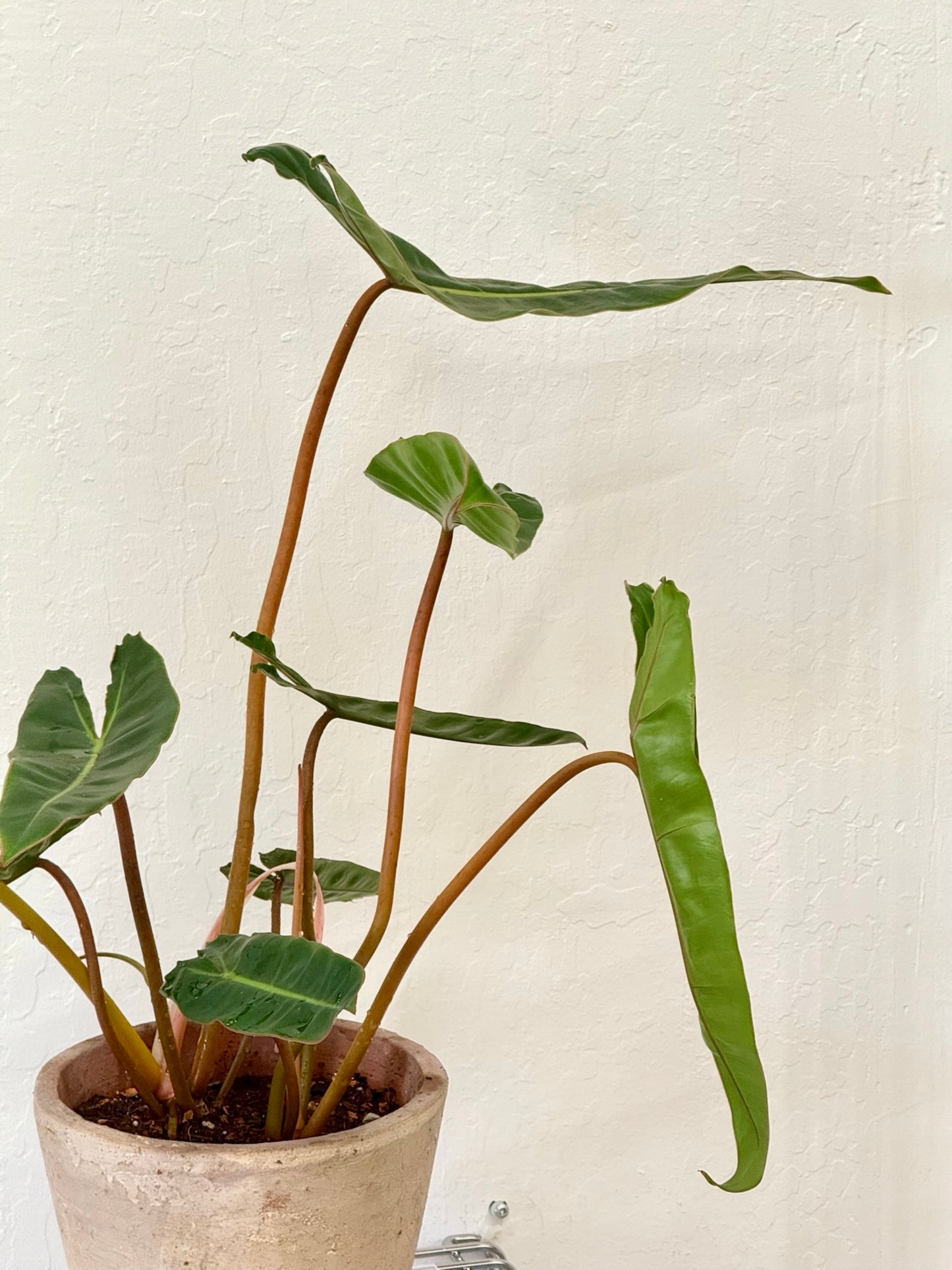 Philodendron Billietiae