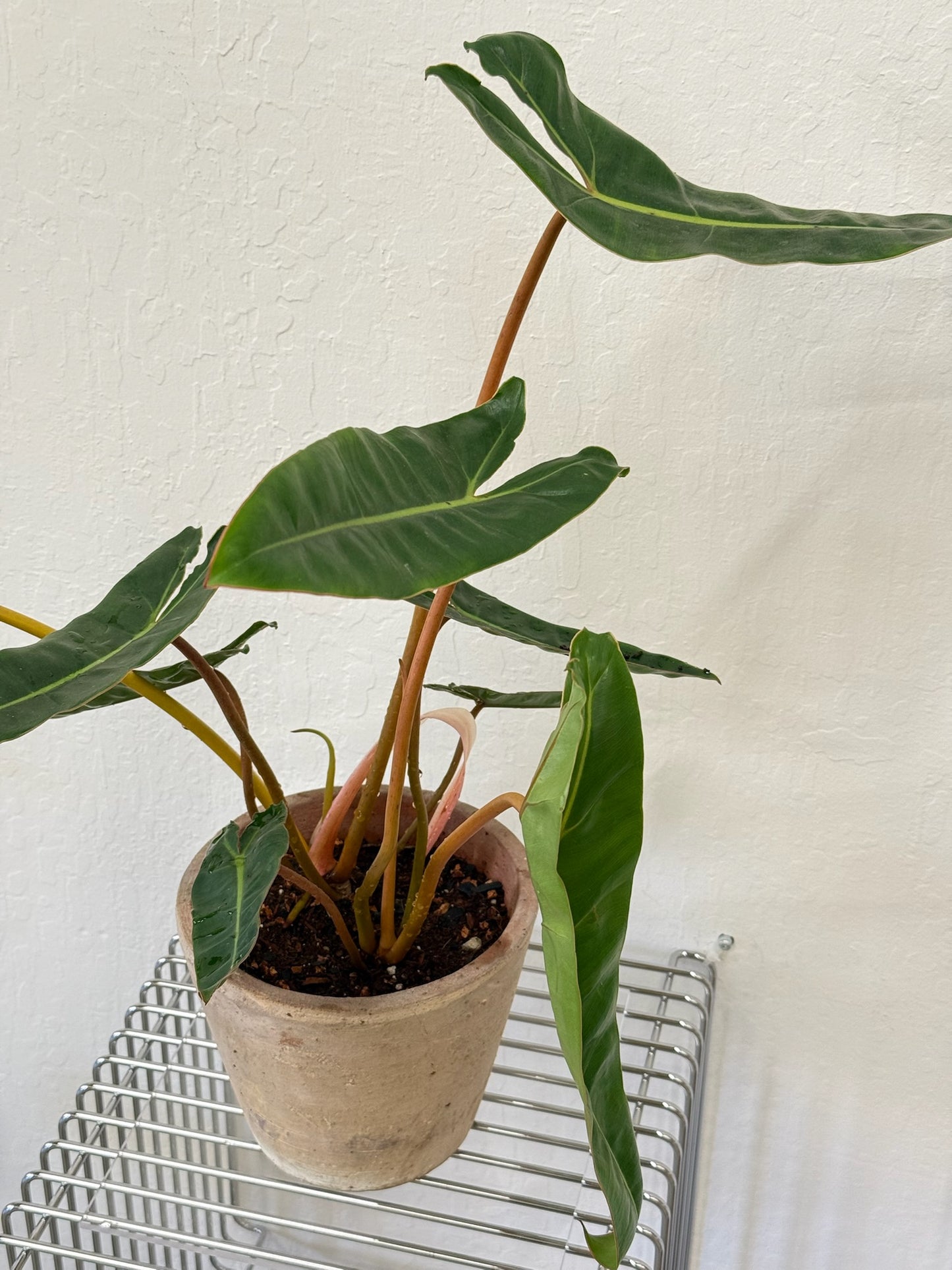 Philodendron Billietiae