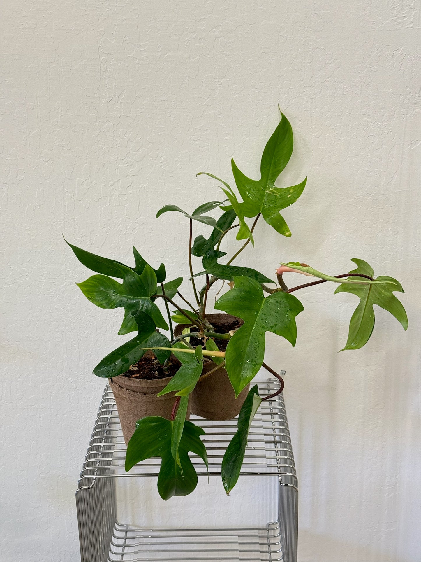 Philodendron Florida Green