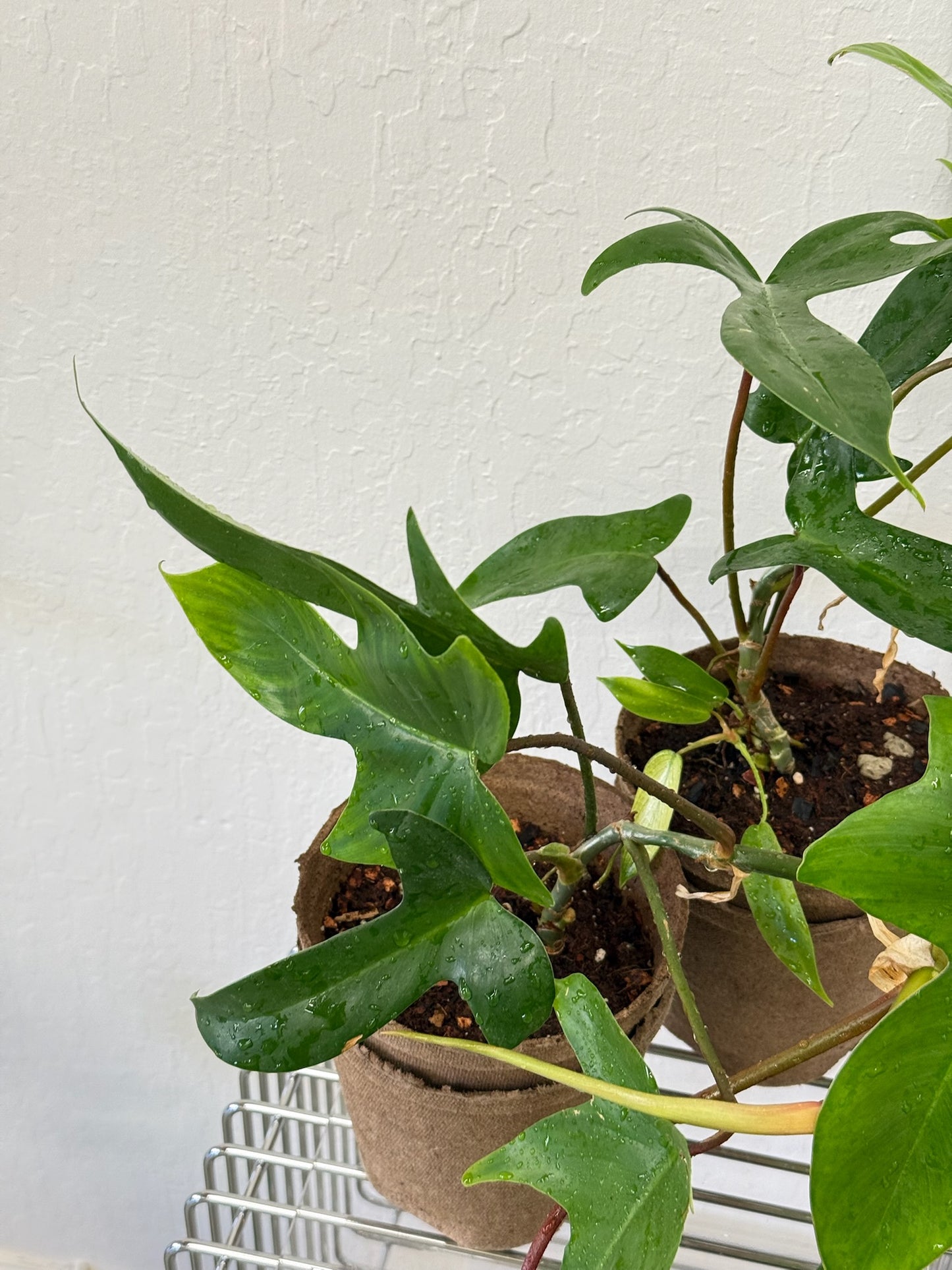Philodendron Florida Green