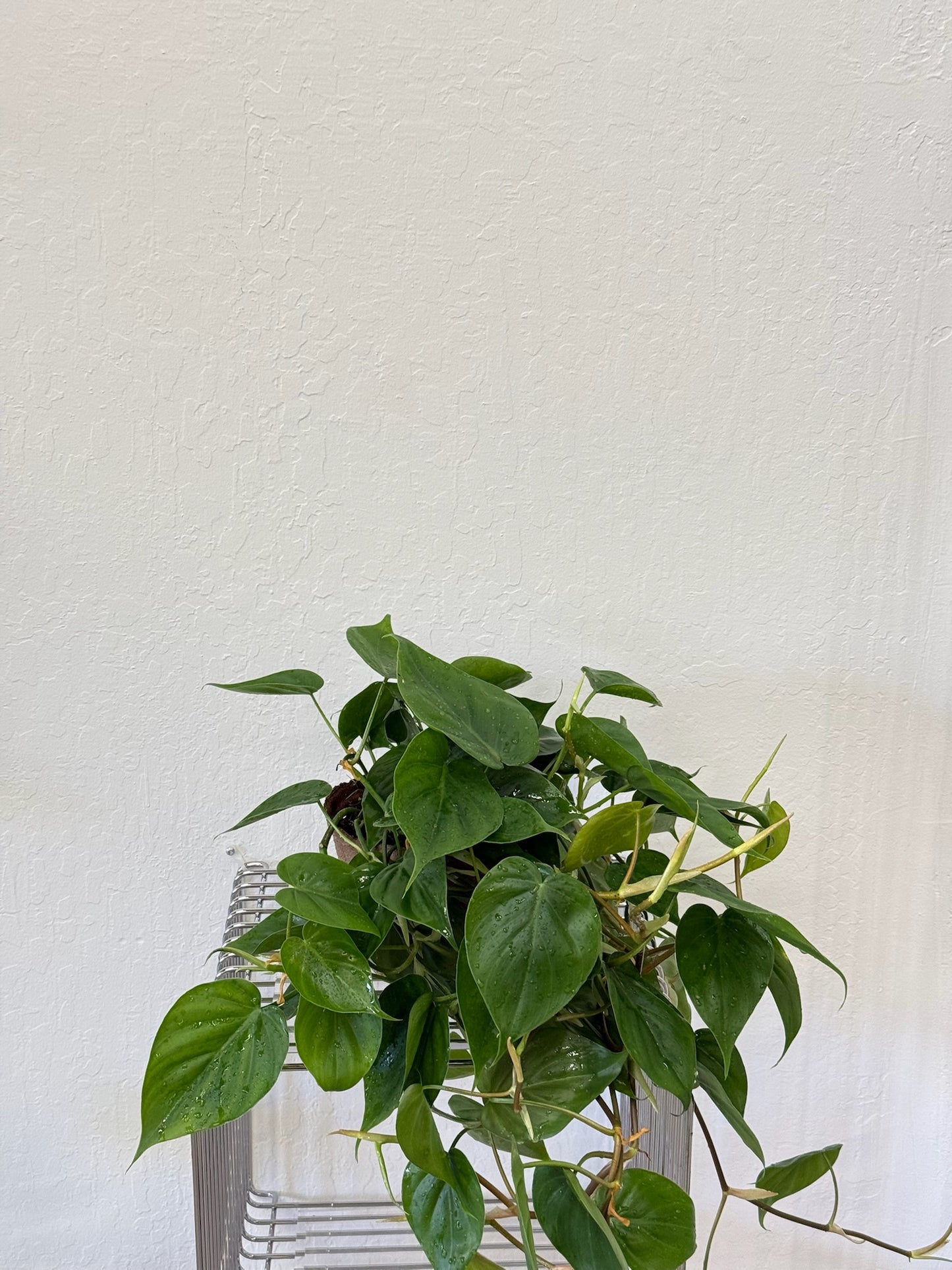 Heart-leaf Philodendron