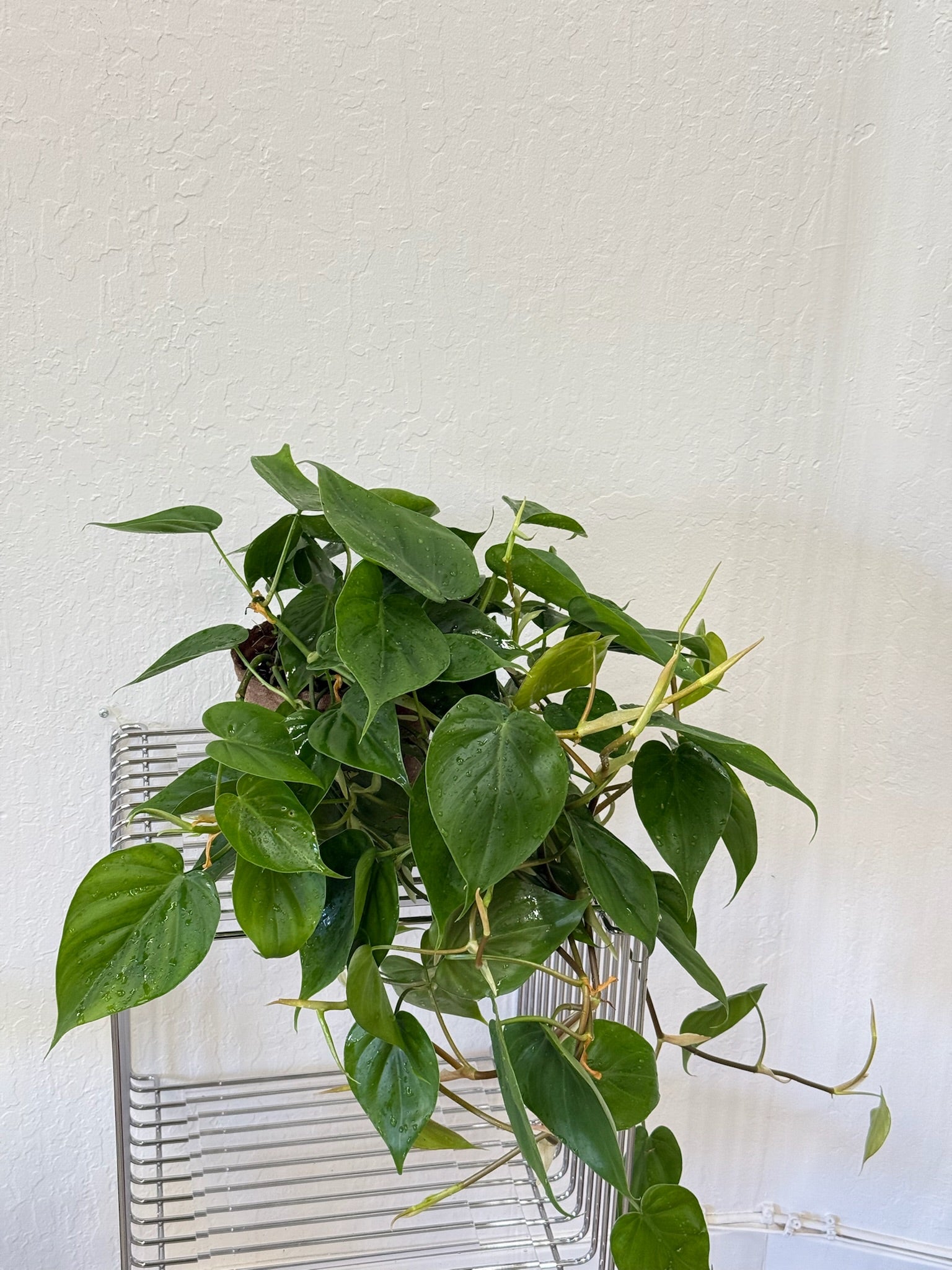 philodendron love tree Heart-leaf Philodendron