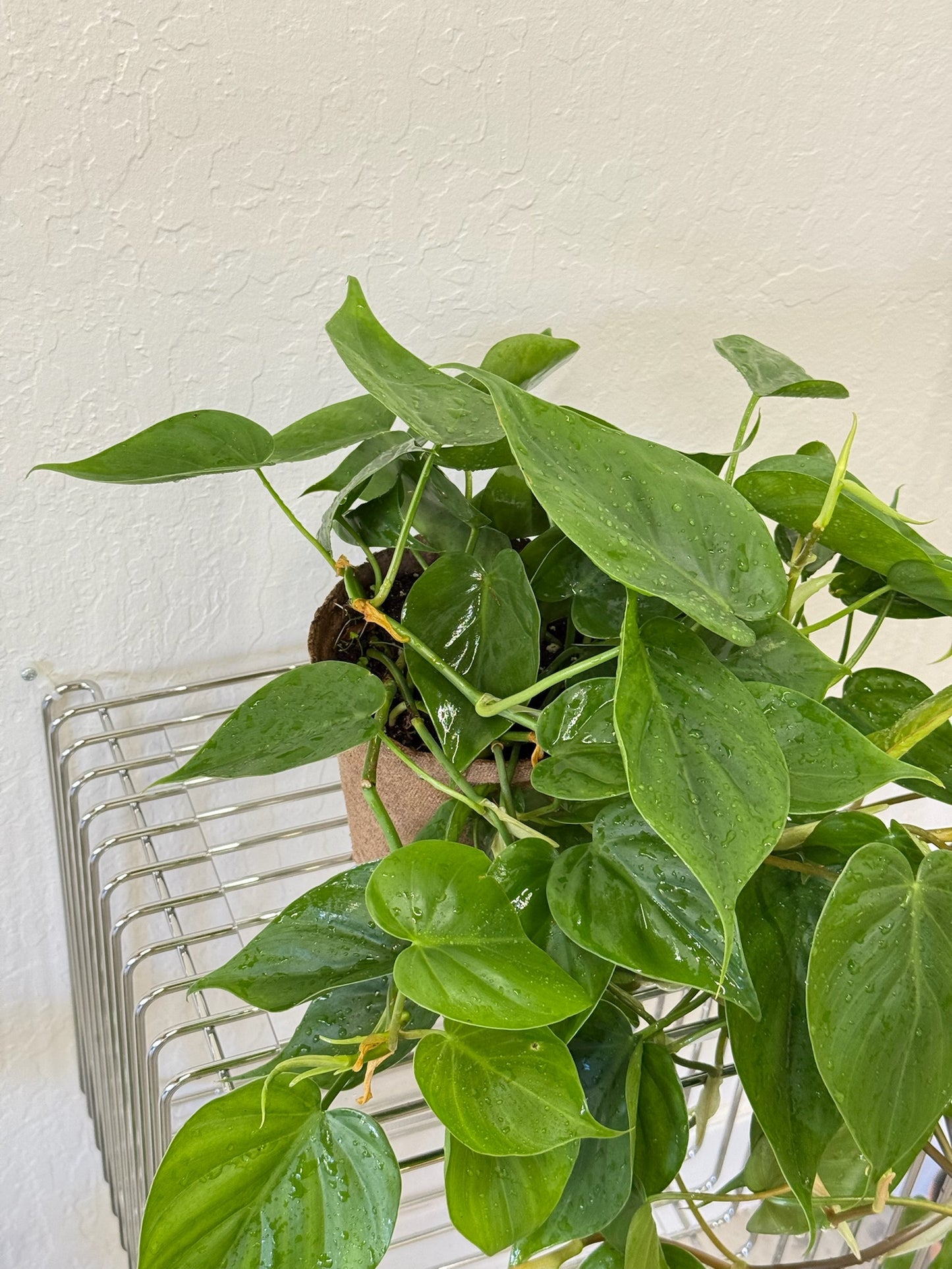 Heart-leaf Philodendron