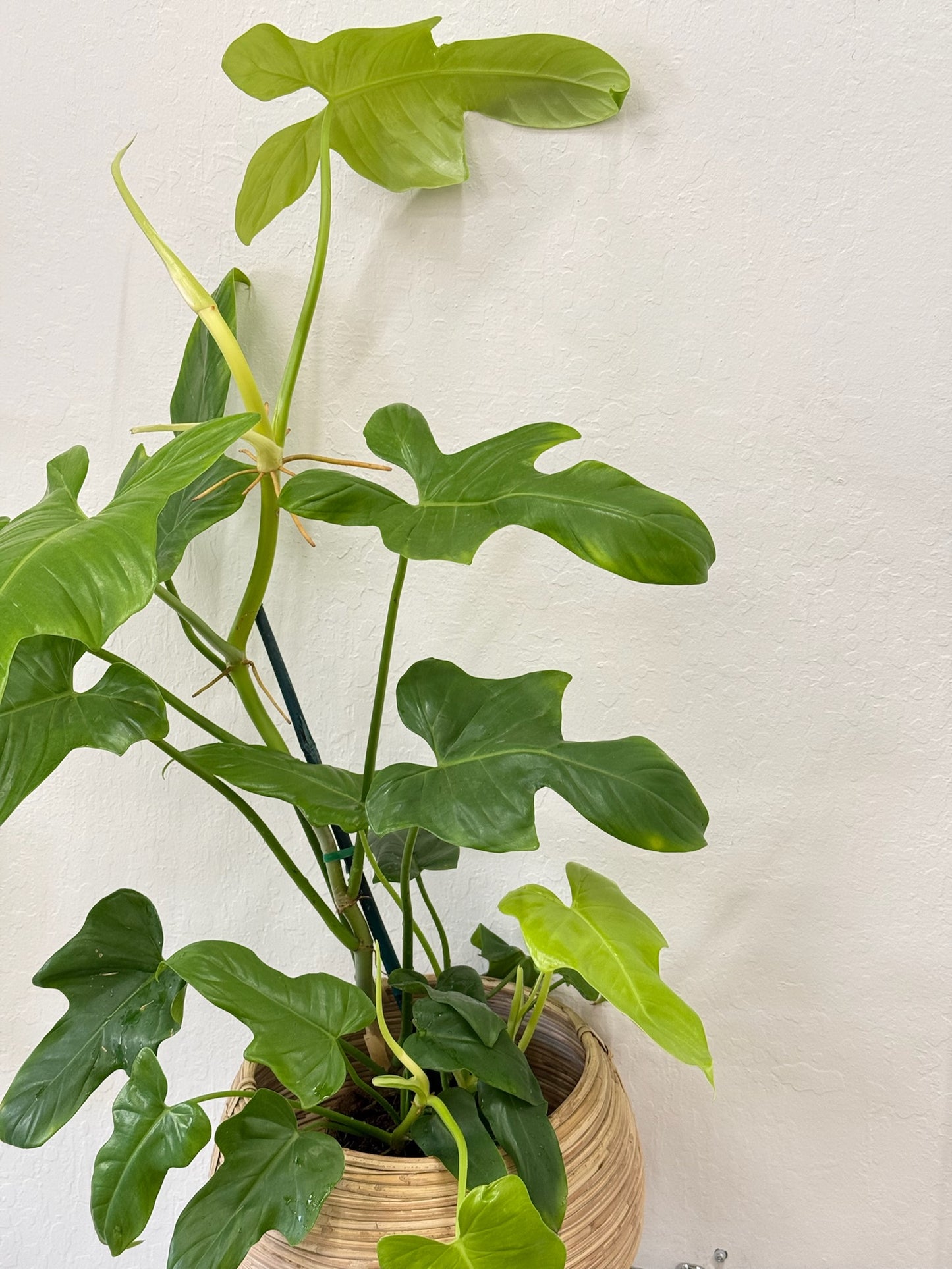 Philodendron Panduriforme