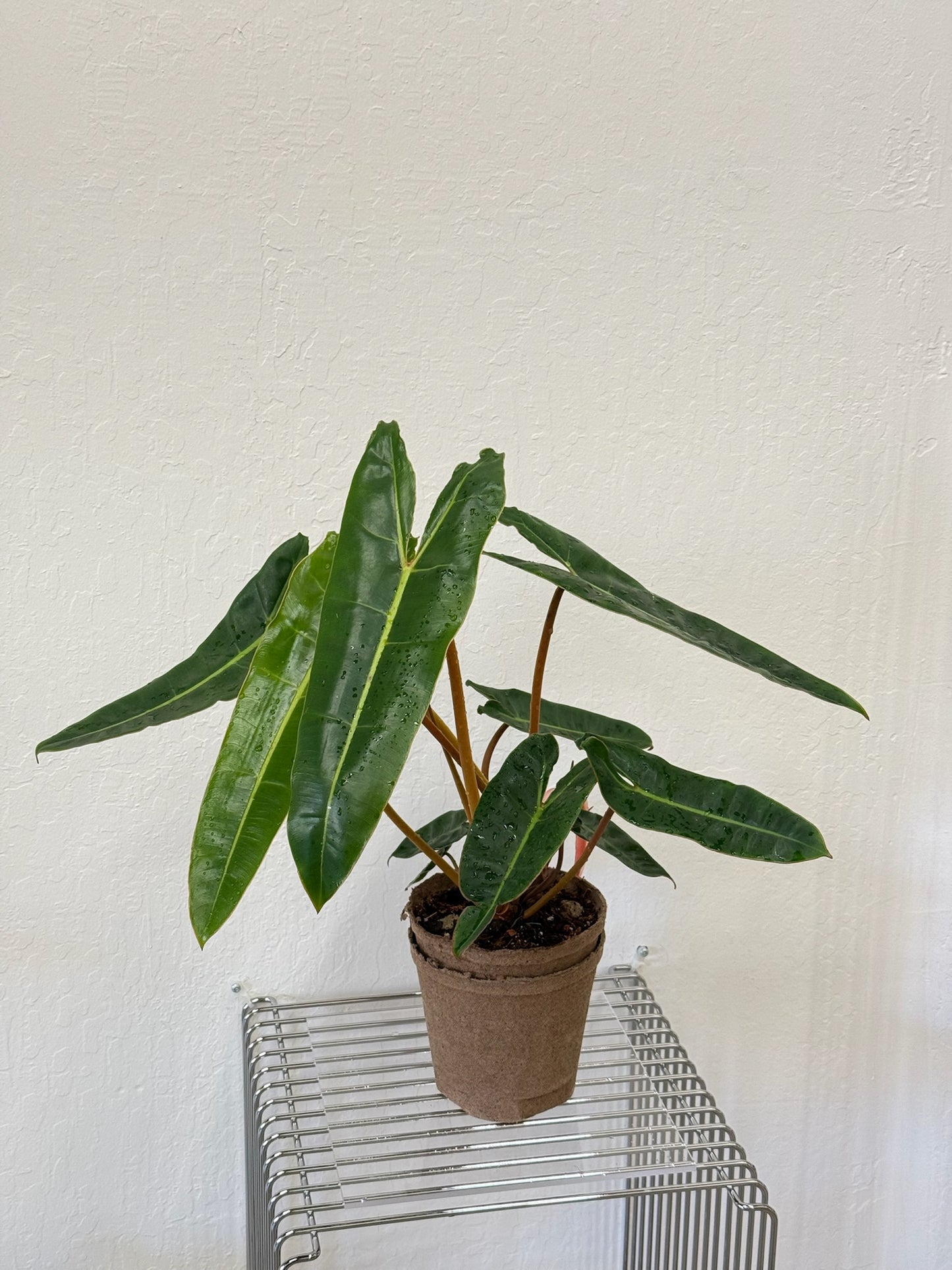 Philodendron Billietiae