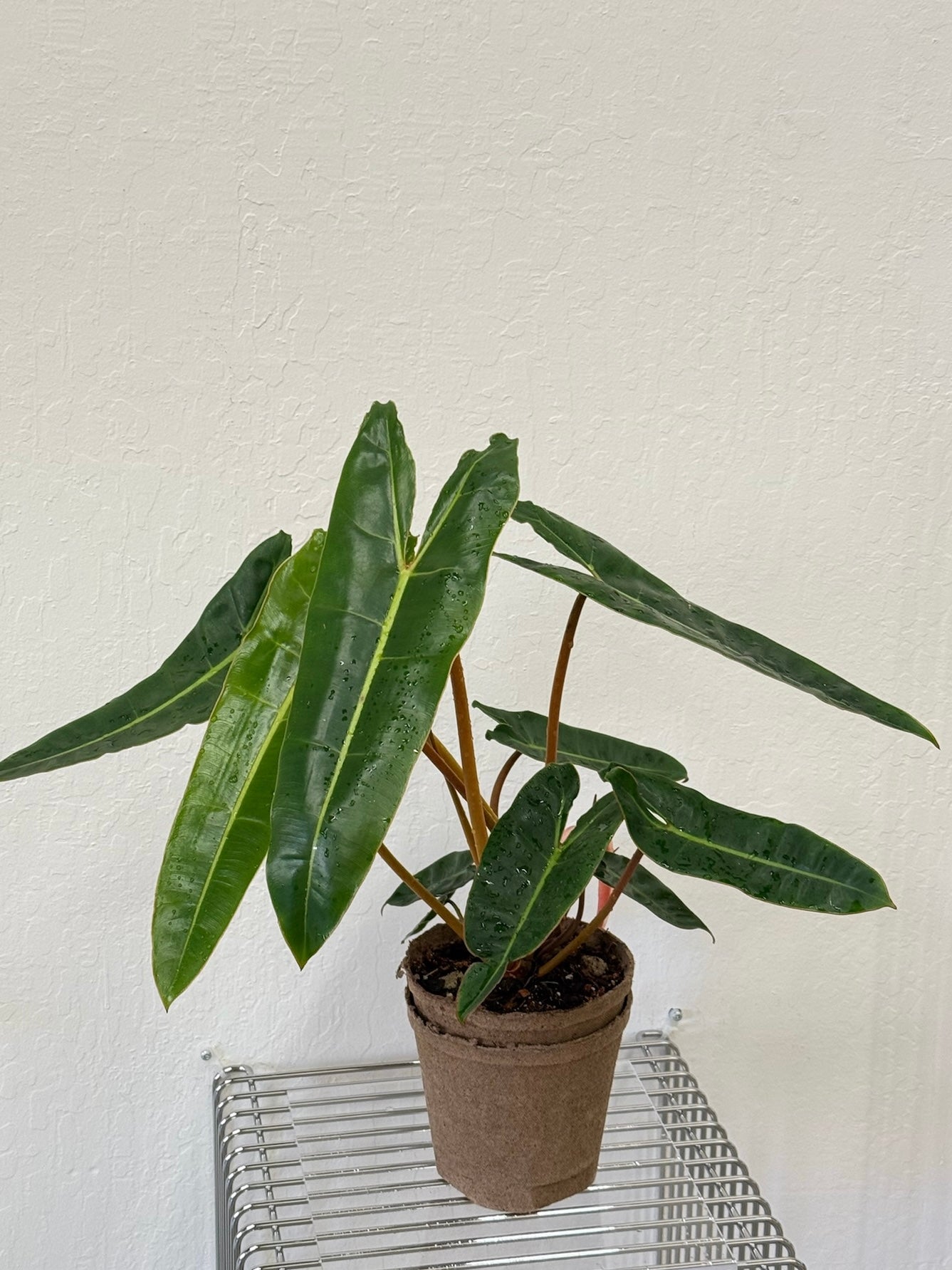 Philodendron Billietiae