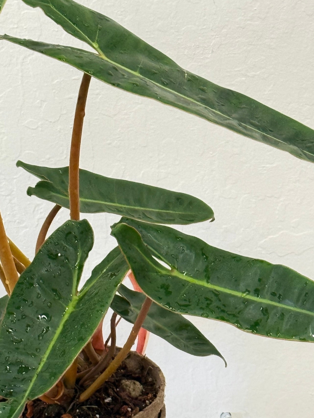Philodendron Billietiae