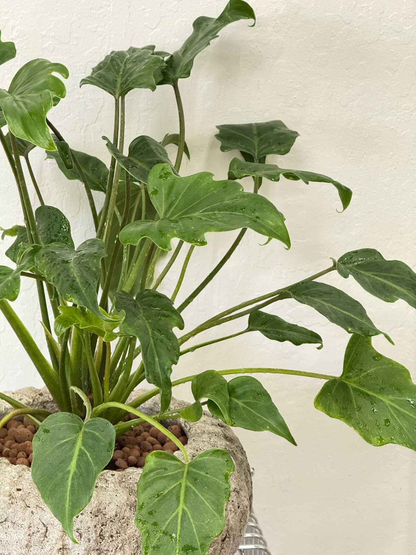 philodendron Xanadu in Stone Planter