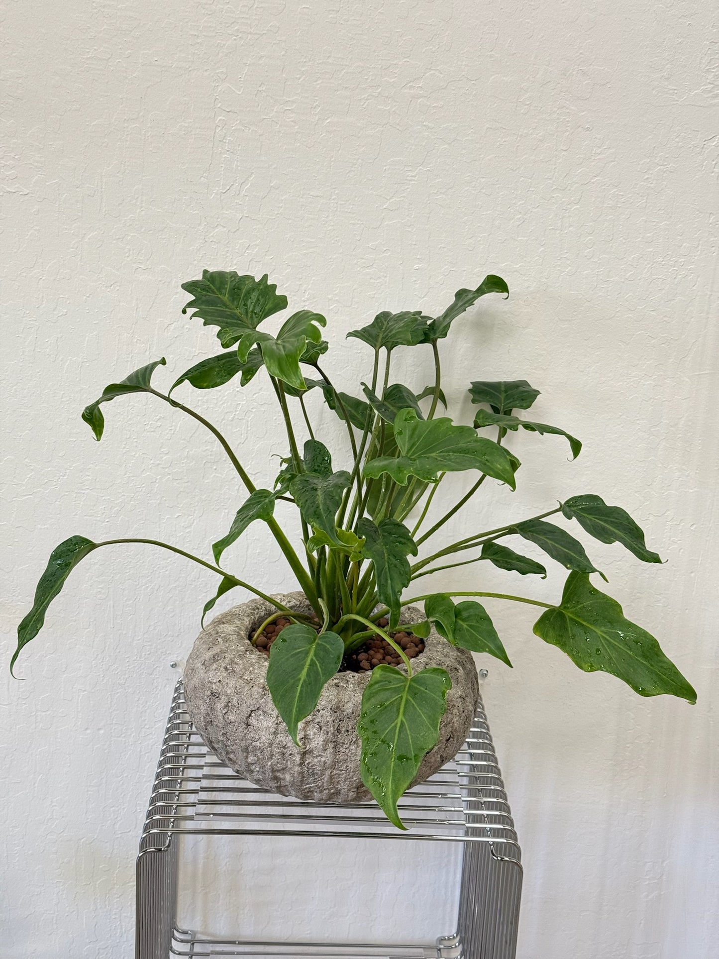 philodendron Xanadu in Stone Planter