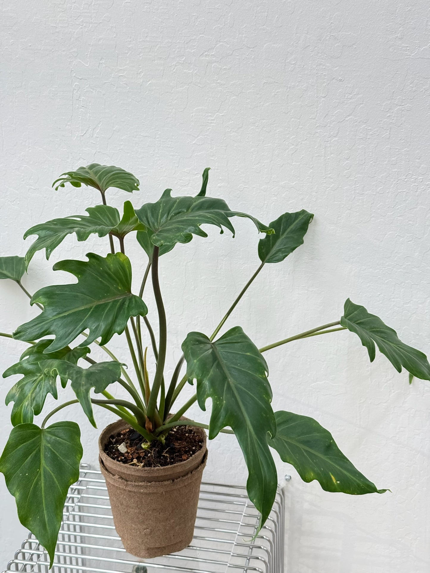 Philodendron Xanadu