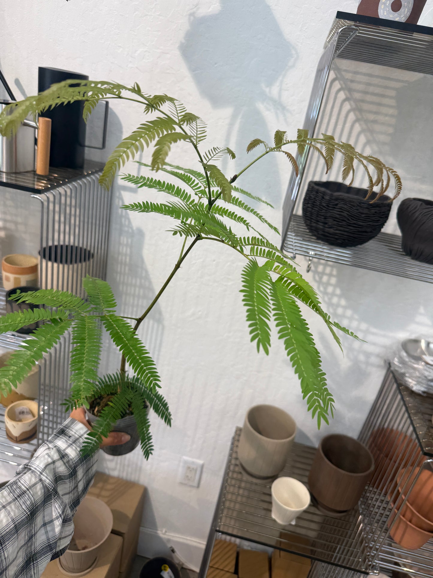 Cojoba Arborea