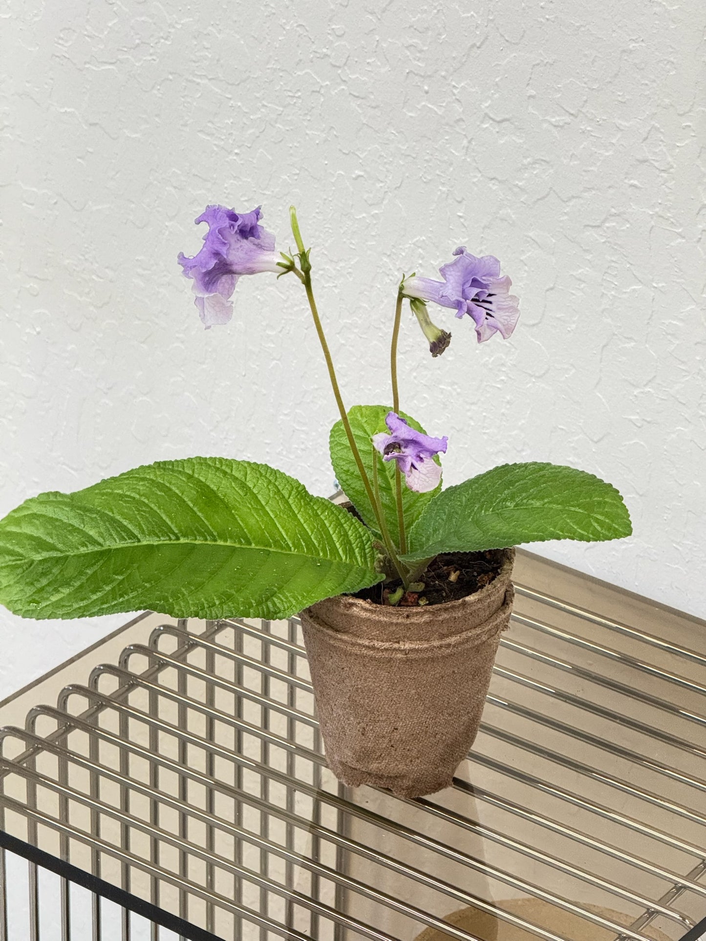 Streptocarpus ‘DS light smoke’- year-round blooms