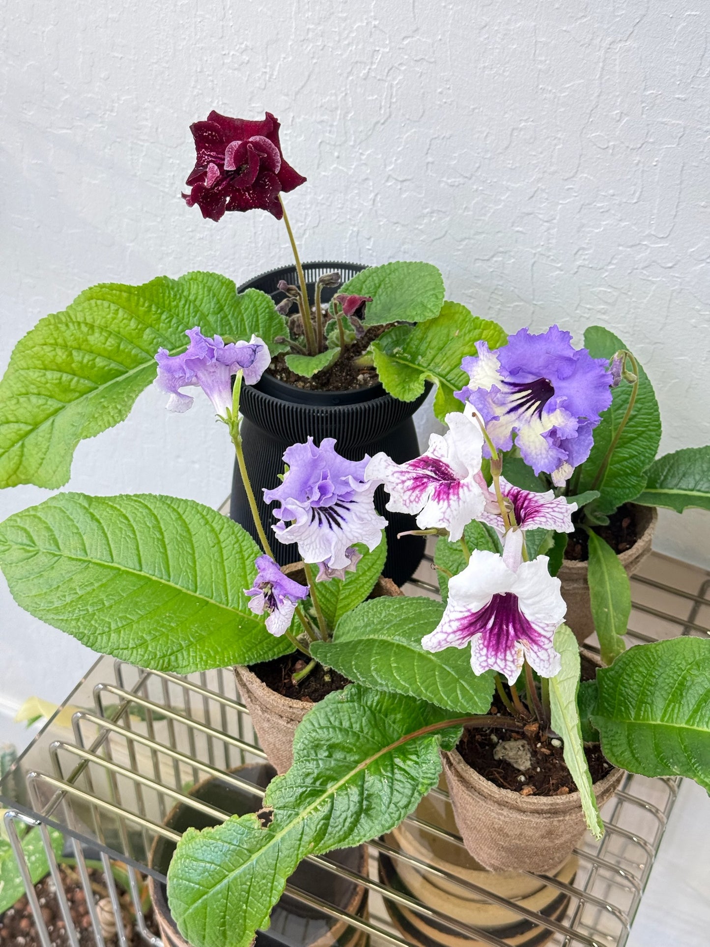 Streptocarpus ‘SK-2007’ - year round blooms