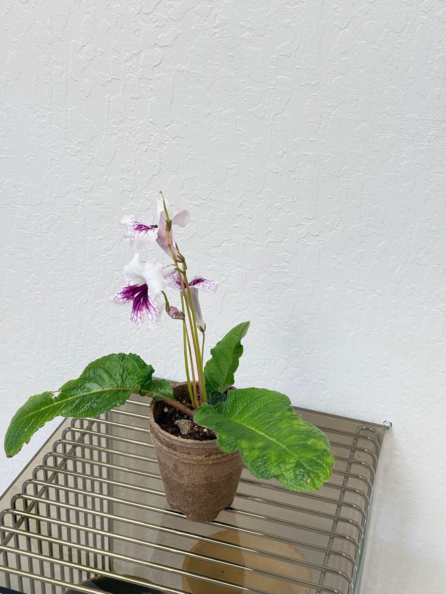 Streptocarpus ‘SK-2007’ - year round blooms
