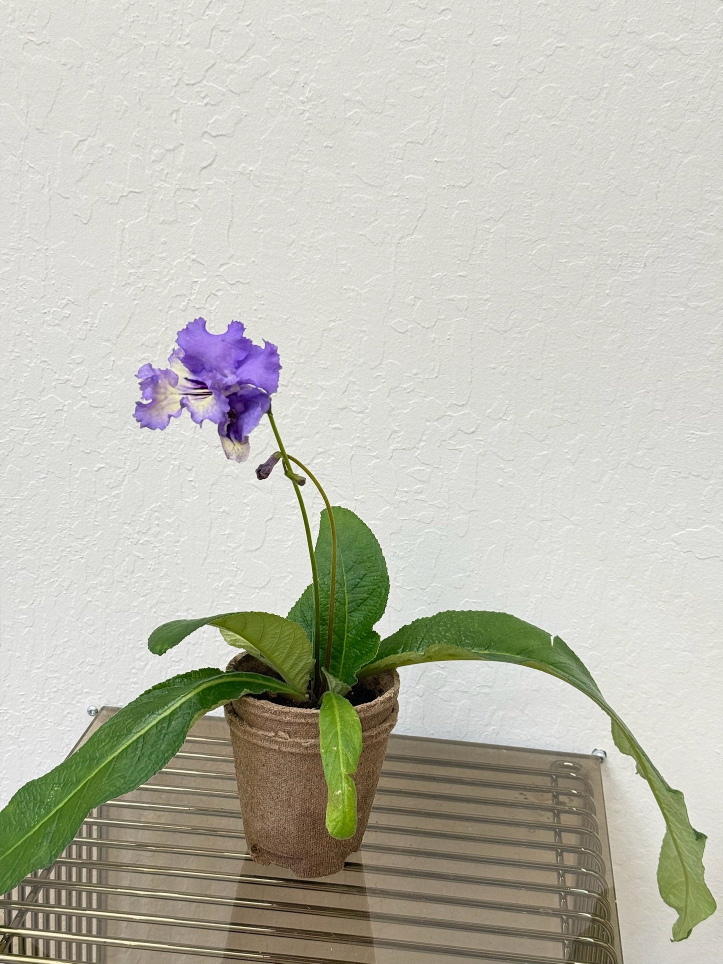 Streptocarpus ‘Hydra’- year-round blooms