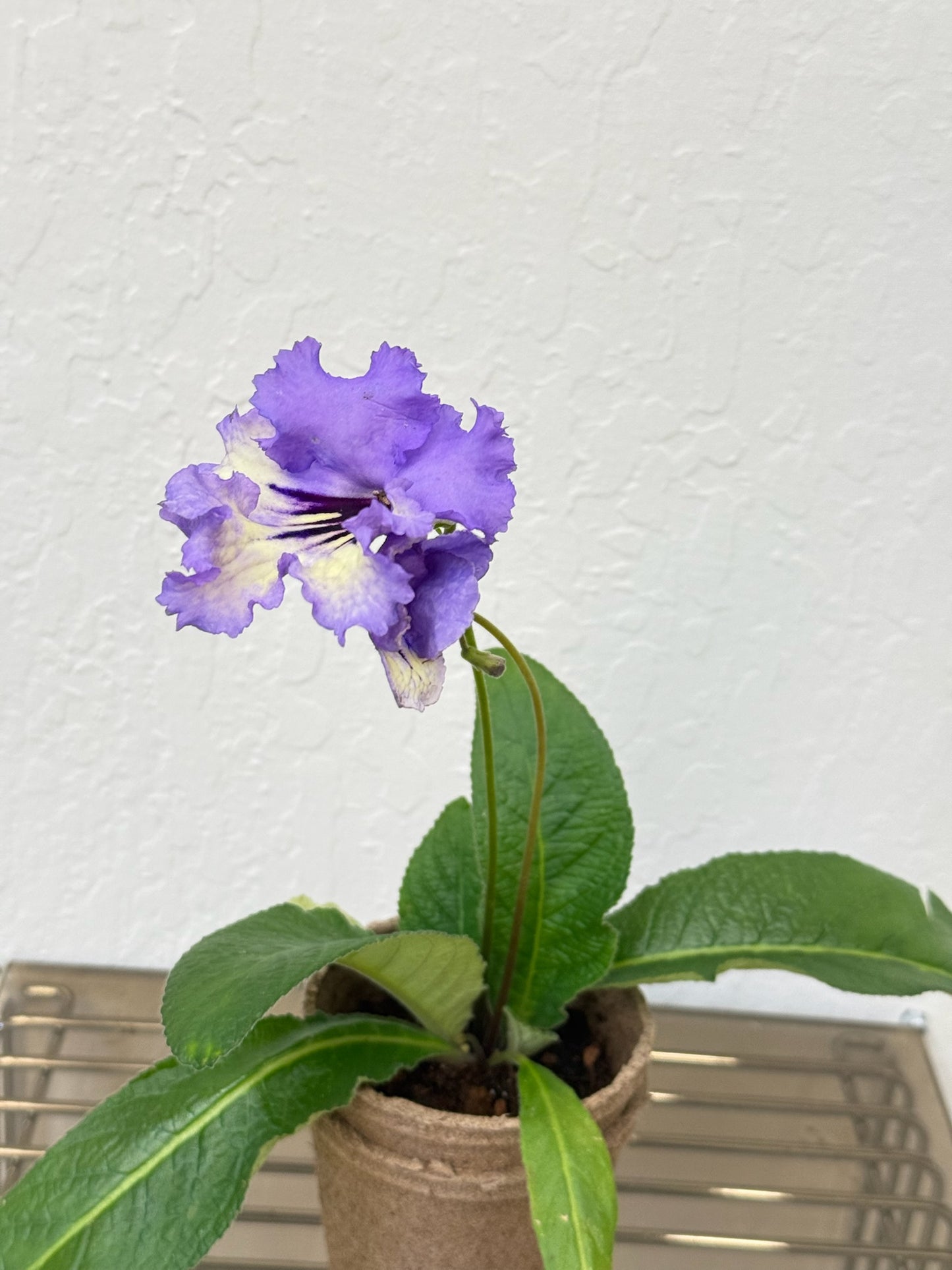 Streptocarpus ‘Hydra’- year-round blooms