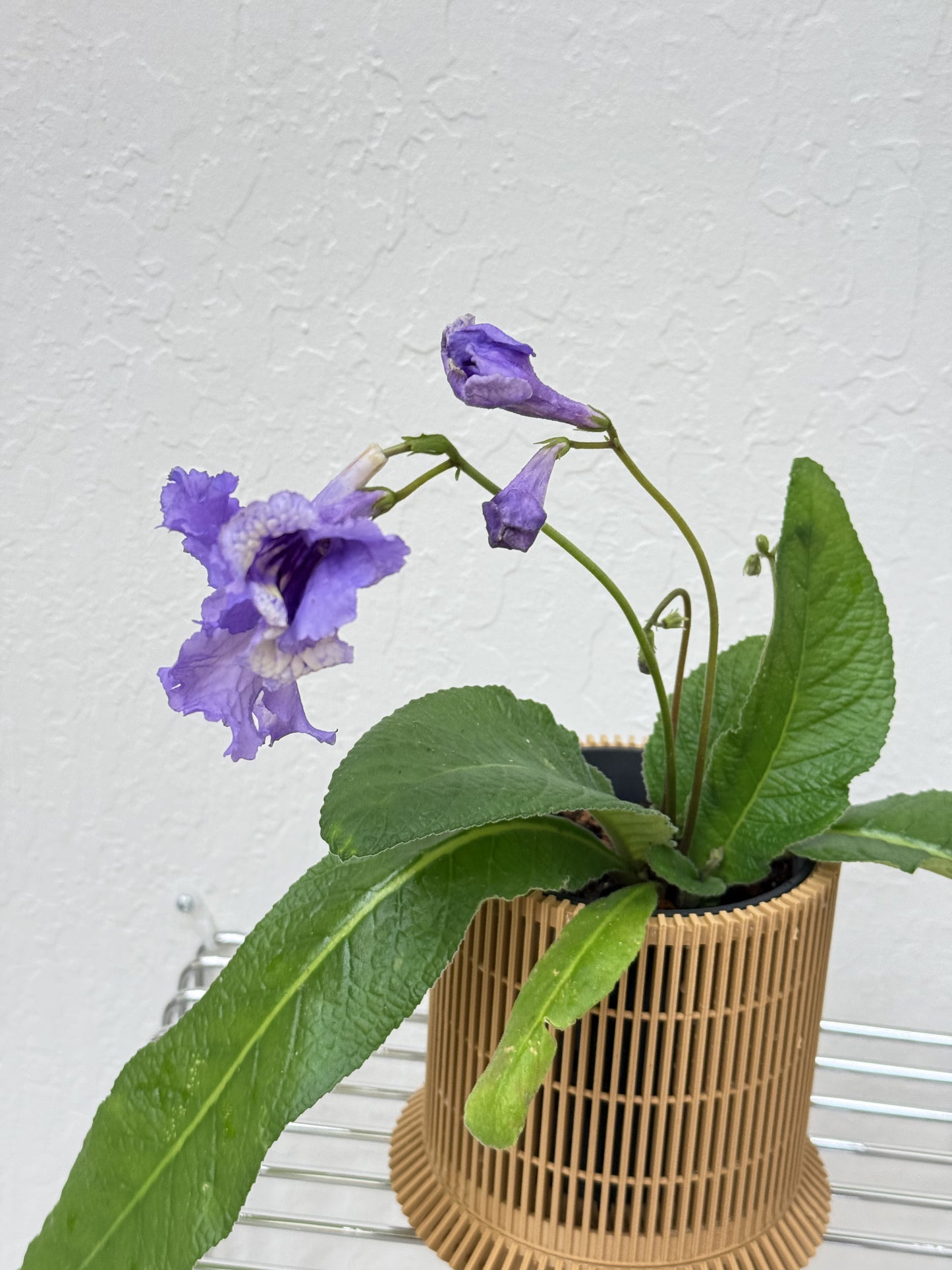 Streptocarpus ‘Hydra’- year-round blooms in Koshido Revolve