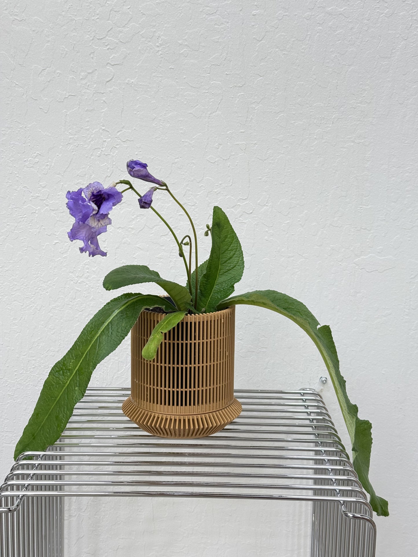 Streptocarpus ‘Hydra’- year-round blooms in Koshido Revolve