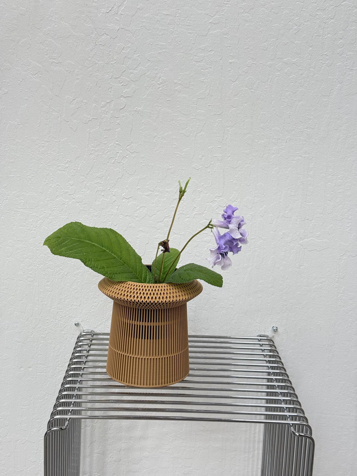 Streptocarpus ‘DS light smoke’- year-round blooms in Verdi Revolve