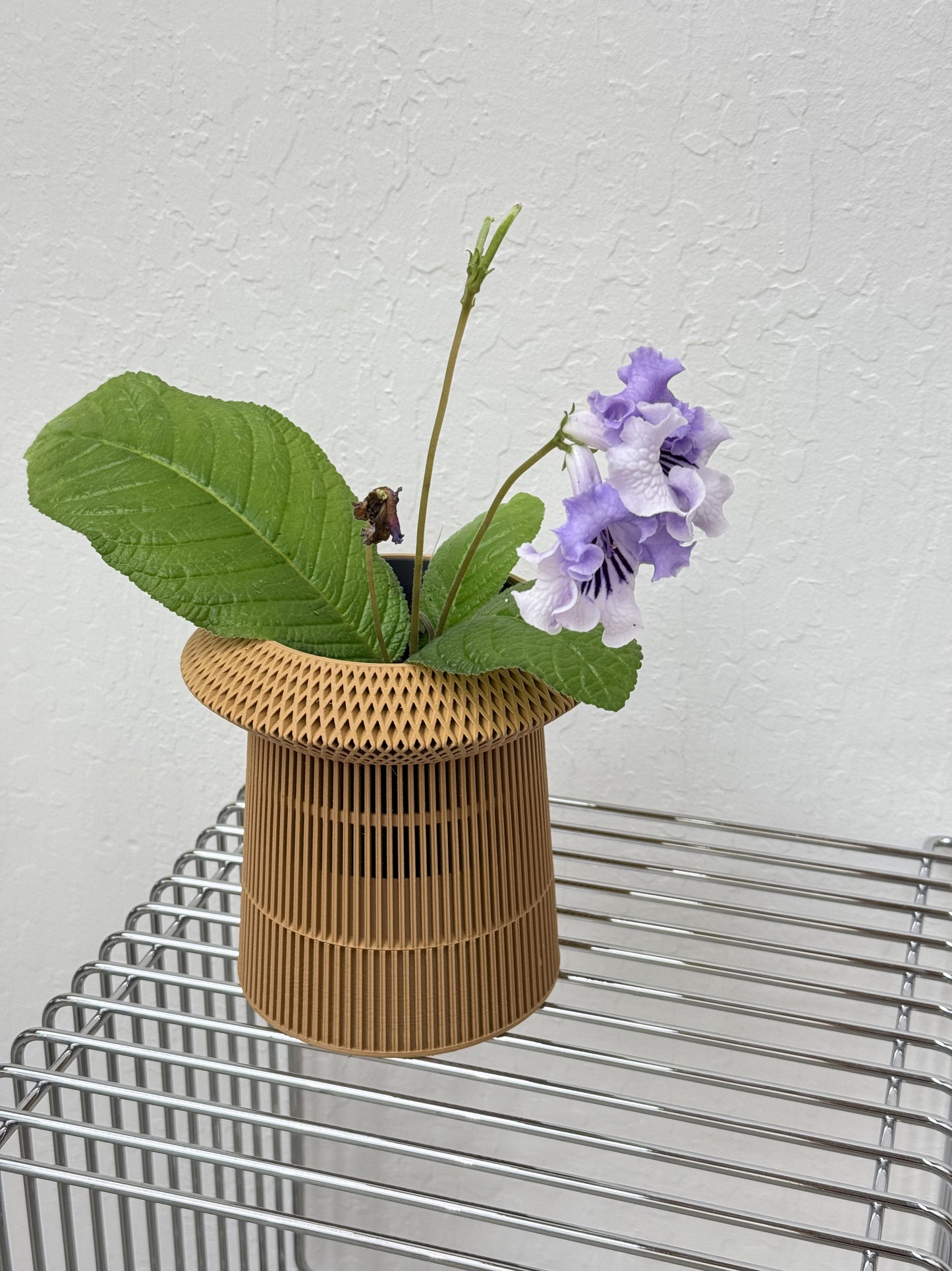 Streptocarpus ‘DS light smoke’- year-round blooms in Verdi Revolve